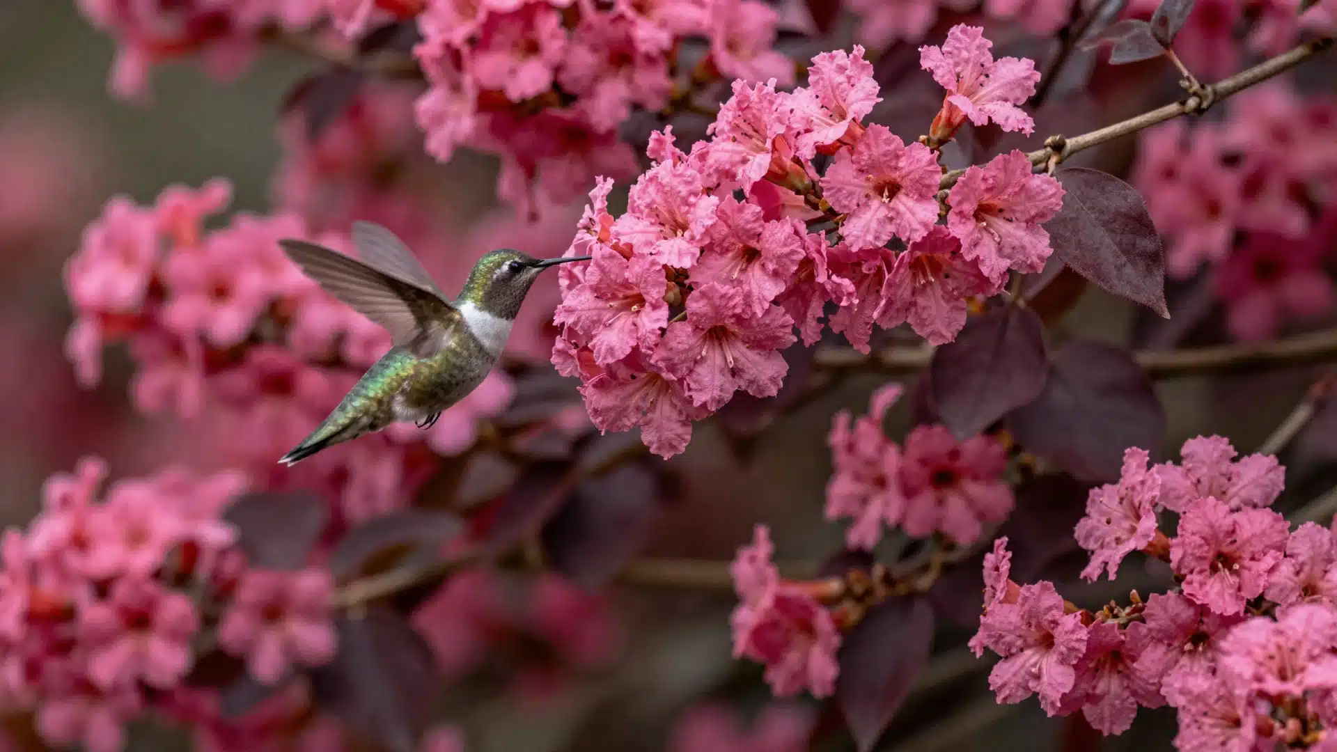 A weigela shrub featuring clusters of tubular, bright pink flowers against vibrant, dark purple-tinged foliage.