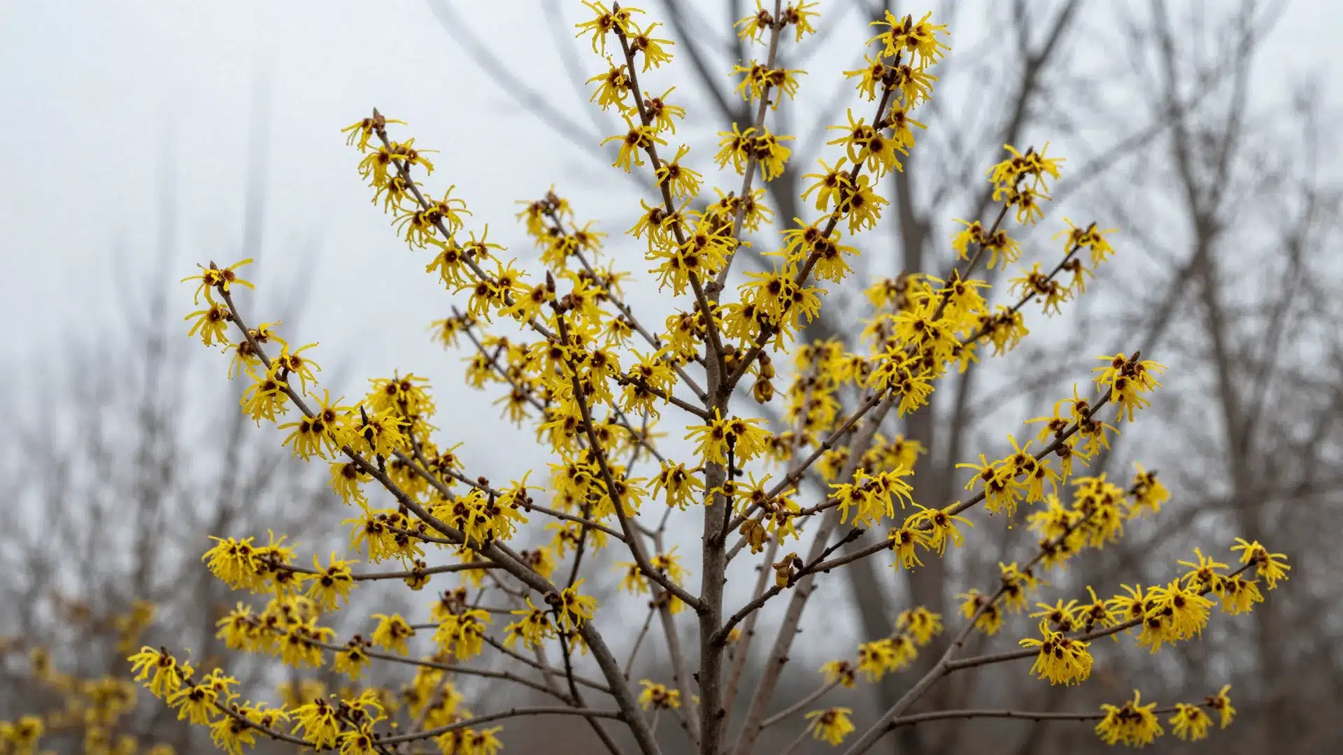 A witch hazel shrub in the winter landscape, displaying unique, spidery yellow flowers on bare, leafless branches.