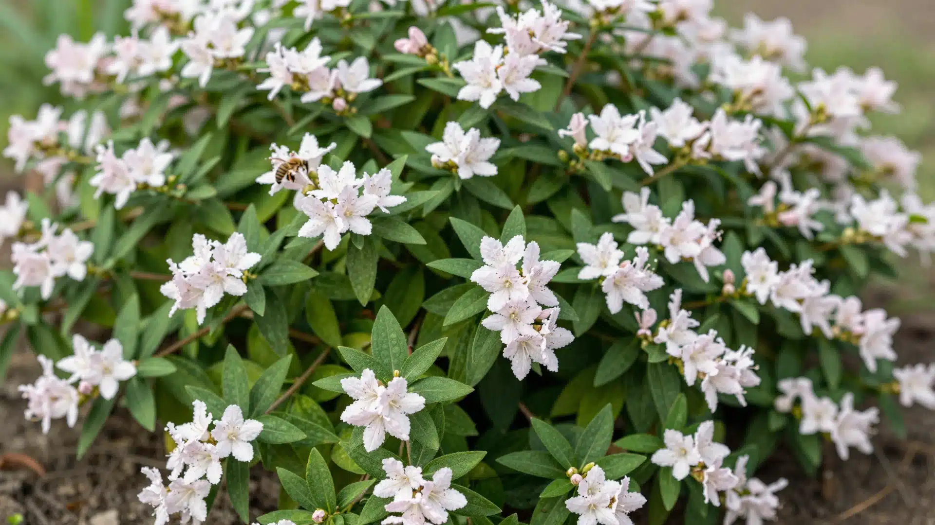 An abelia shrub showing off its long-lasting, bell-shaped white and pink flowers during the summer months