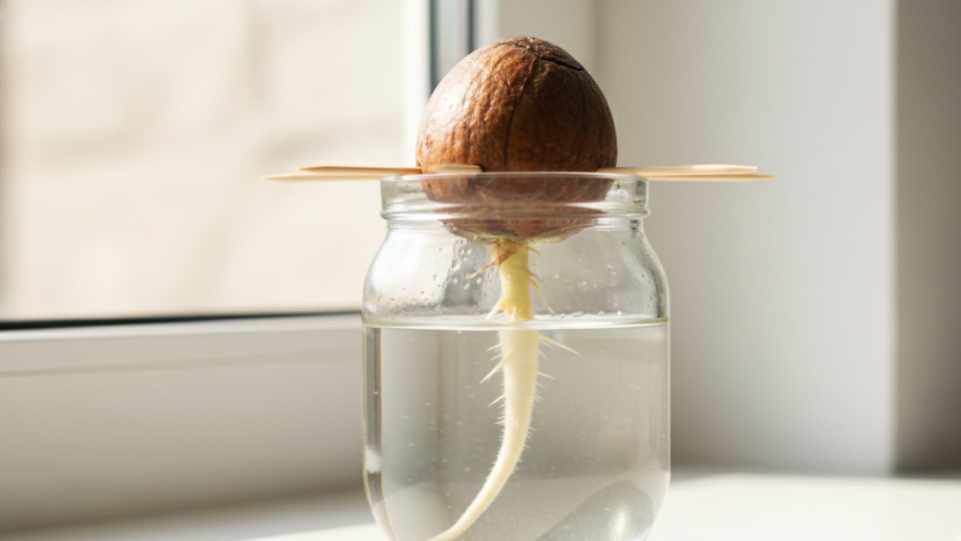 How To Grow The Avocado Seed 3 Easy Methods How To Grow The Avocado Seed 3 Easy Methods