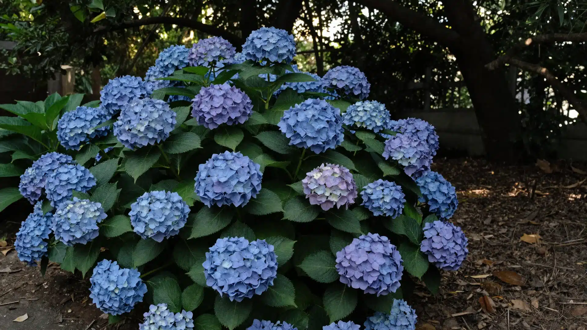 Large, rounded clusters of blue hydrangea flowers blooming on green bushes, showcasing the shrub's vibrant summer color.