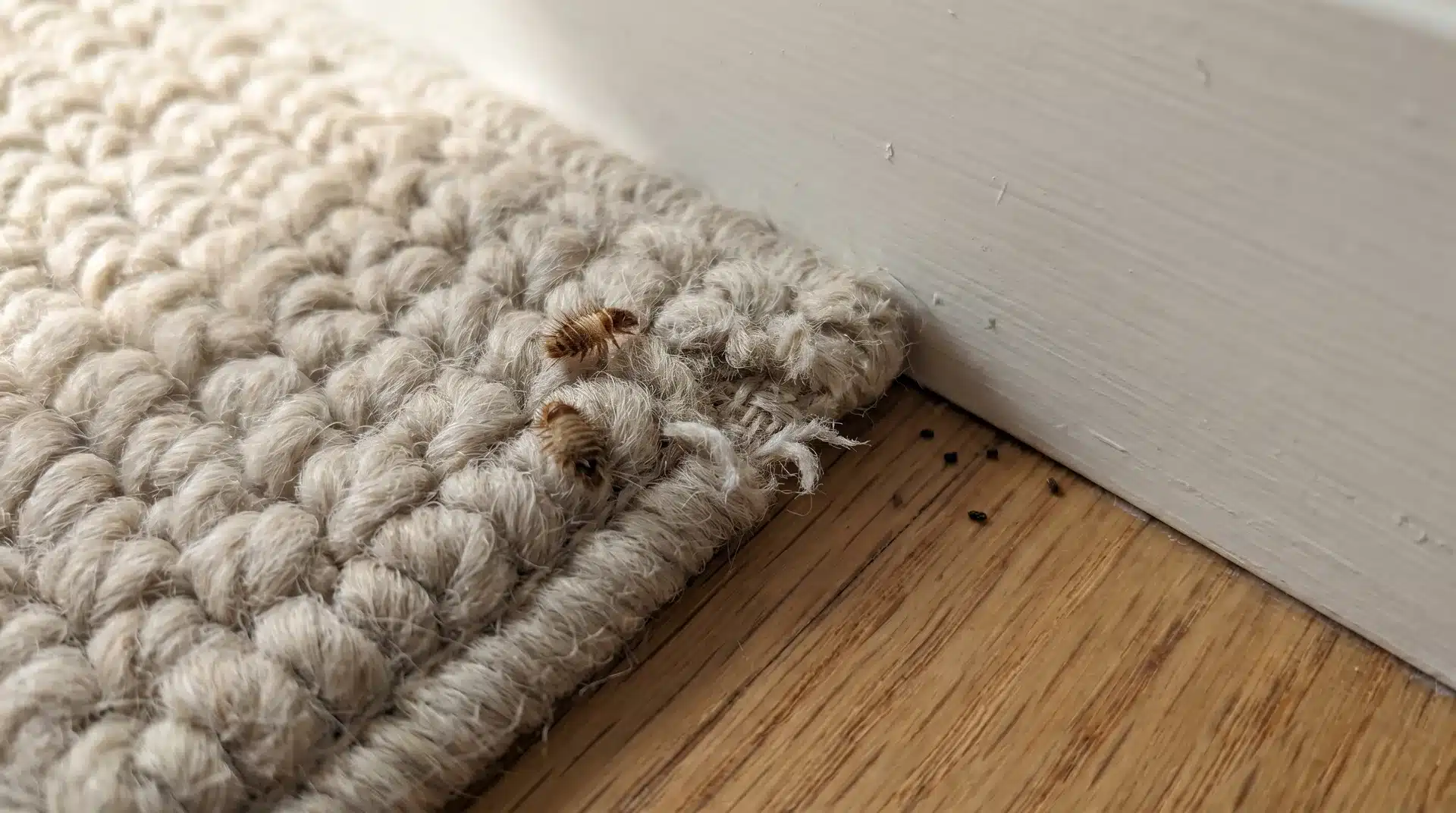 Small, brown carpet beetles crawling on the edge of a light-colored rug where it meets a wooden baseboard.