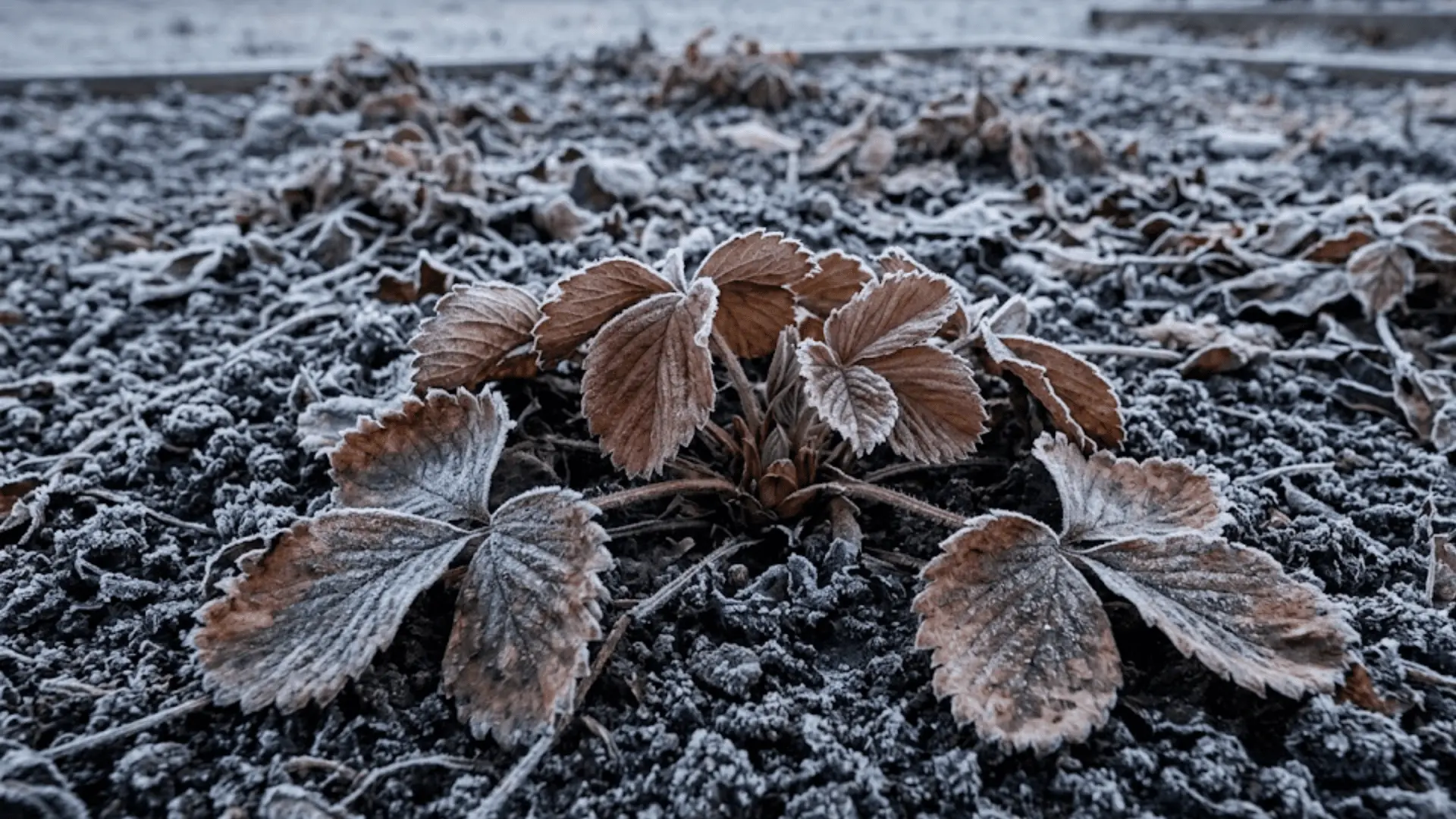 a dormant strawberry plant with frost-touched browning leaves resting in cold winter soil