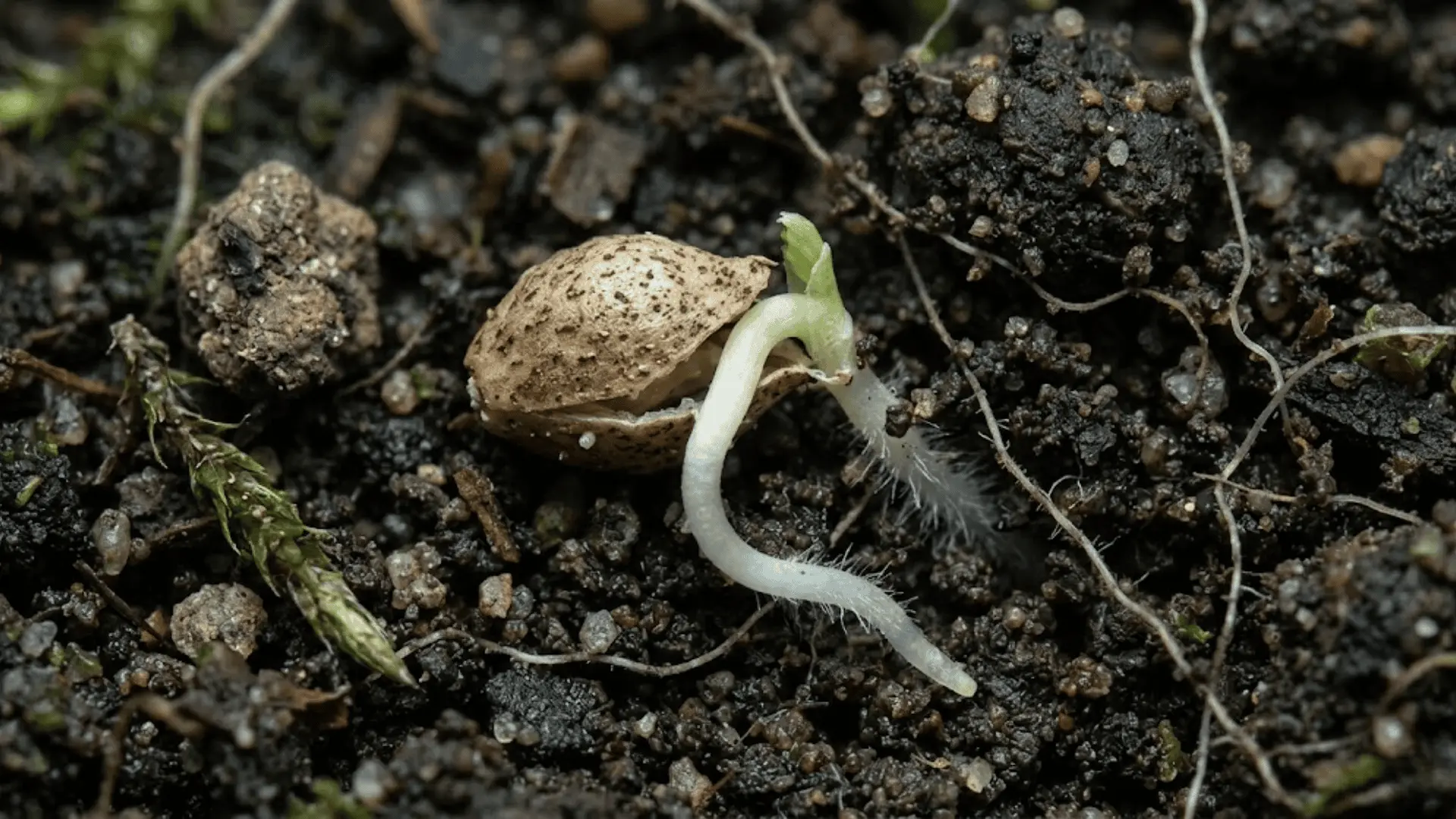 a strawberry seed cracking open in dark soil with a tiny white root emerging