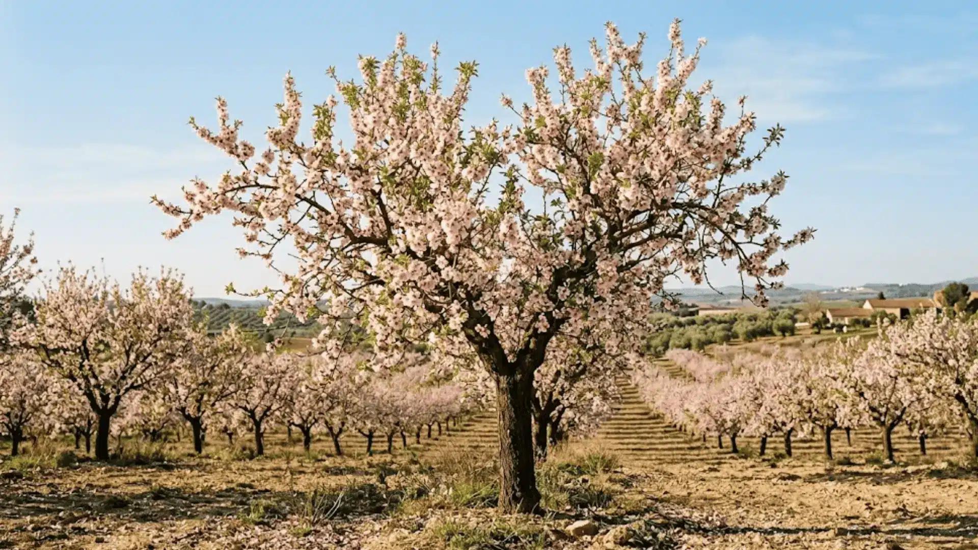almond tree in full bloom with pink and white blossoms in a sunlit mediterranean orchard in early spring