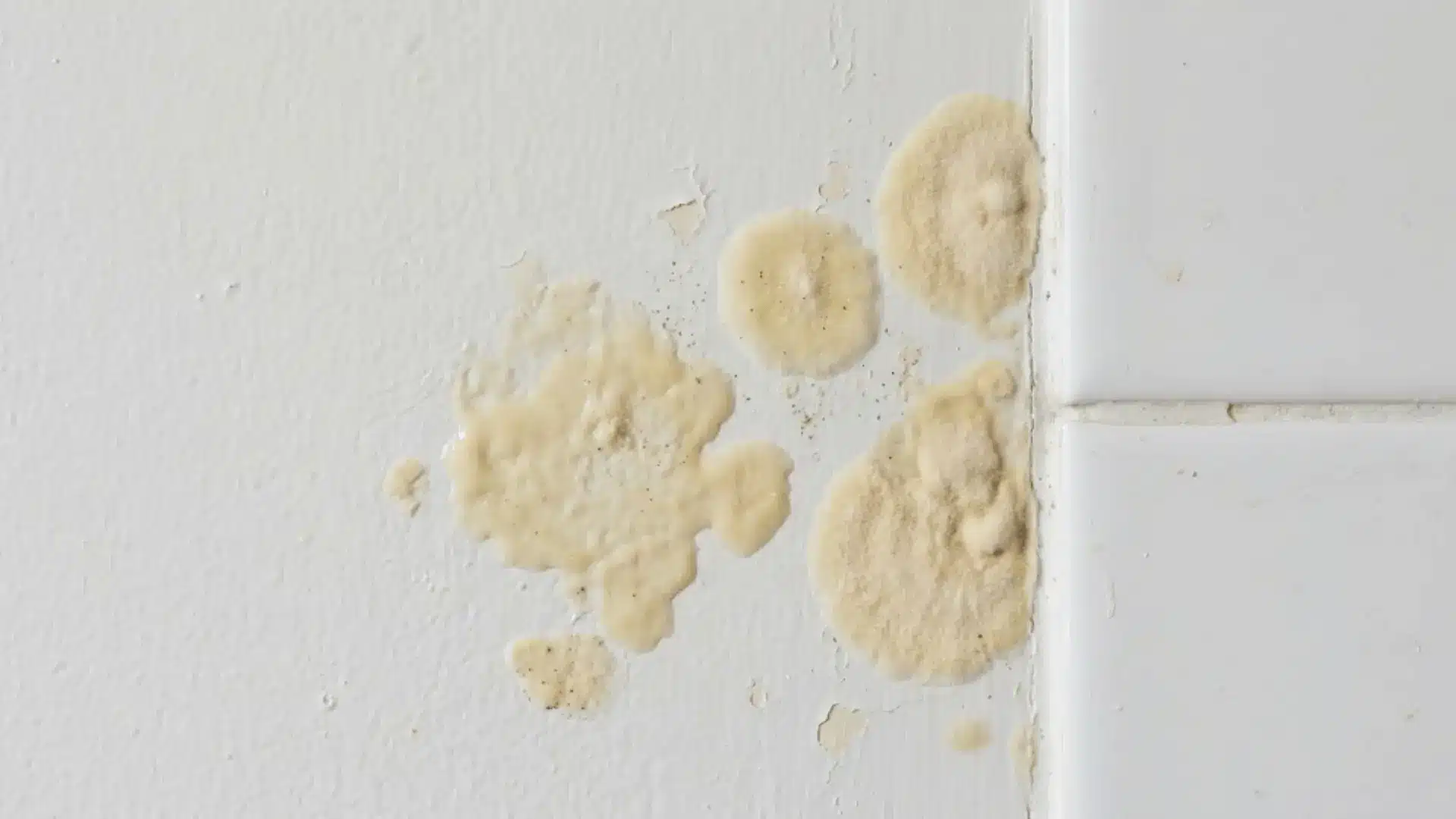 aureobasidium yellow cream mold patches on painted bathroom wall near grout line