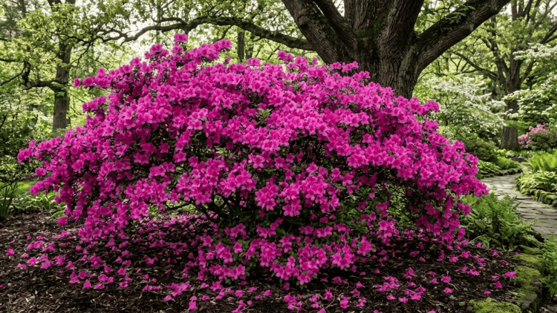 azalea shrub covered in dense vivid pink spring blooms beneath partial shade of a large tree