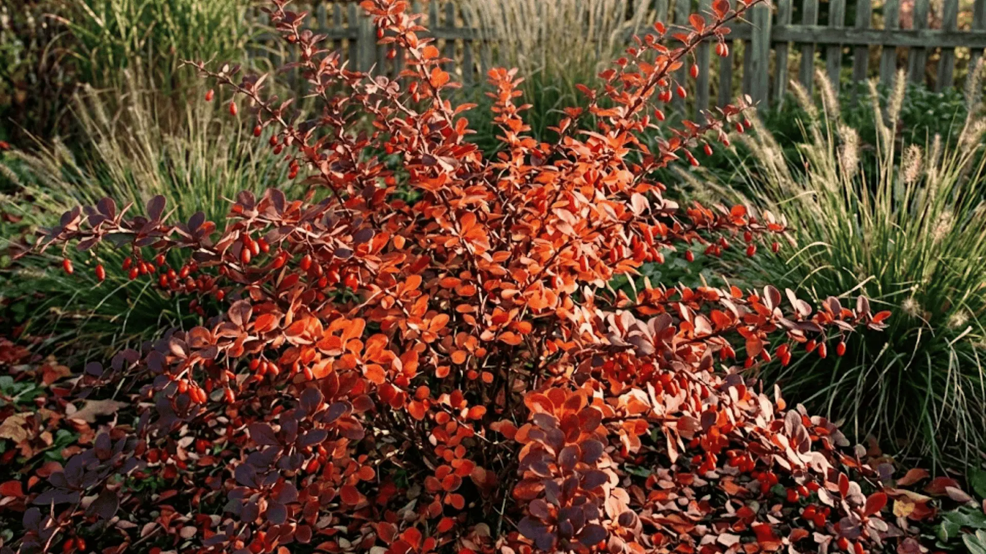 barberry shrub with deep burgundy and red autumn foliage, thorny stems, and small red berries