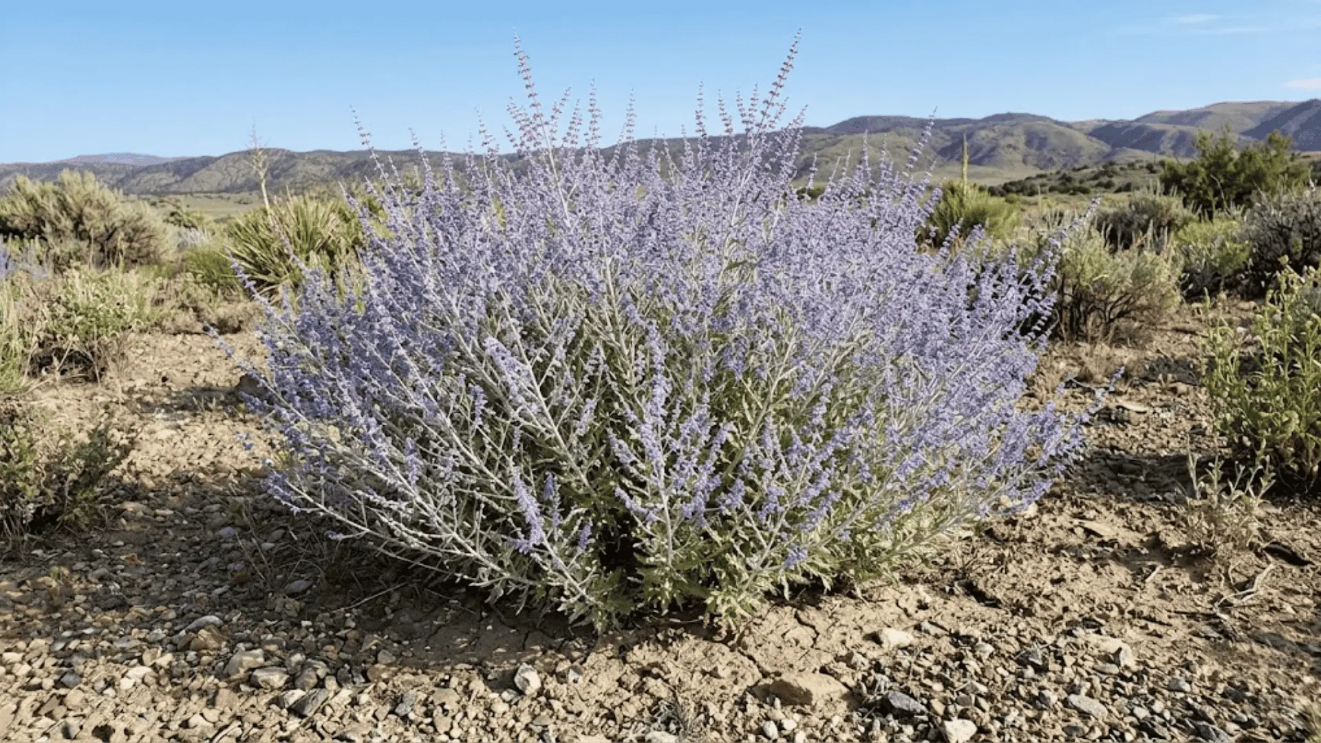 billowing russian sage with silver stems and lavender blue flower spikes growing in dry open ground