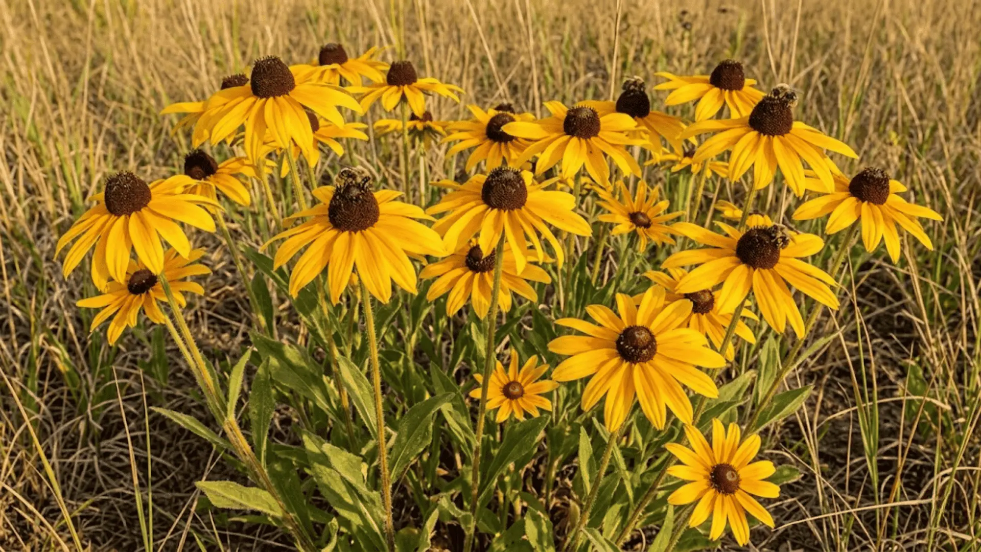 black eyed susans with golden petals and dark brown cones blooming in dry naturalistic meadow