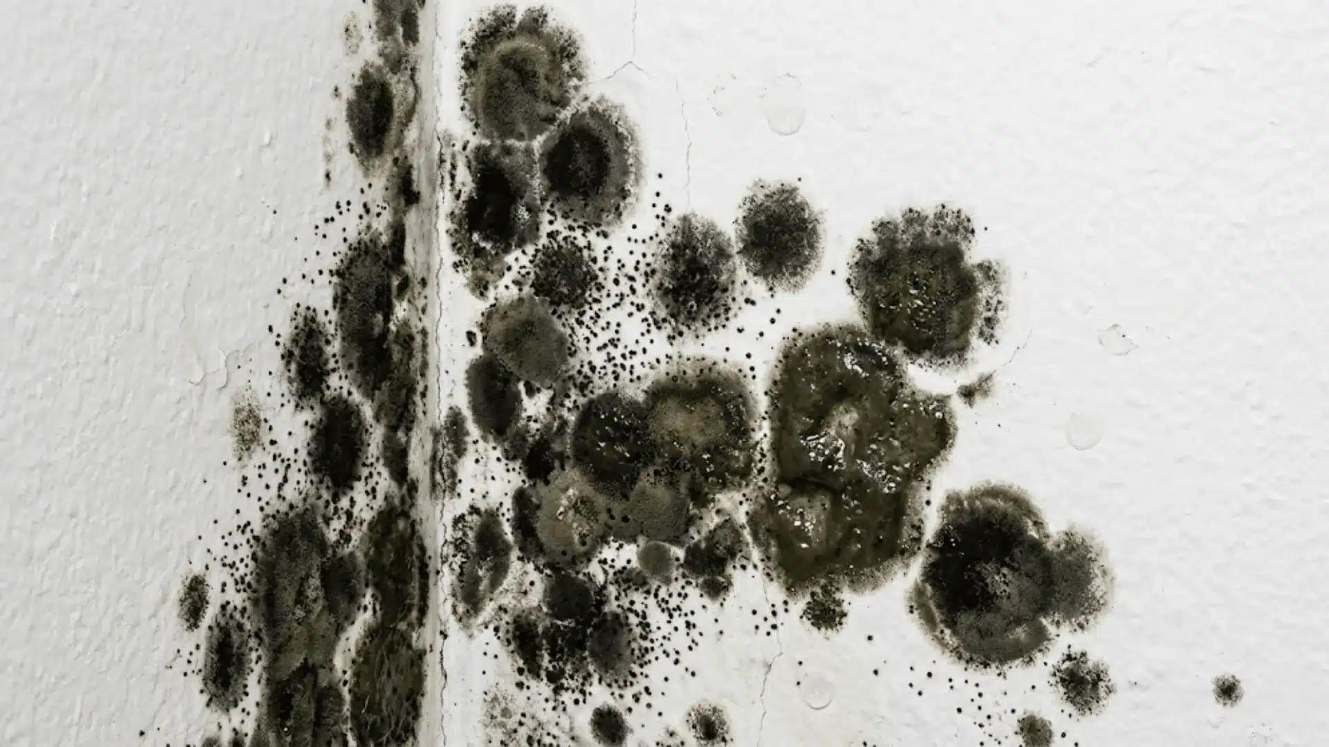 black mold stachybotrys chartarum growing on white drywall with slimy dark green patches