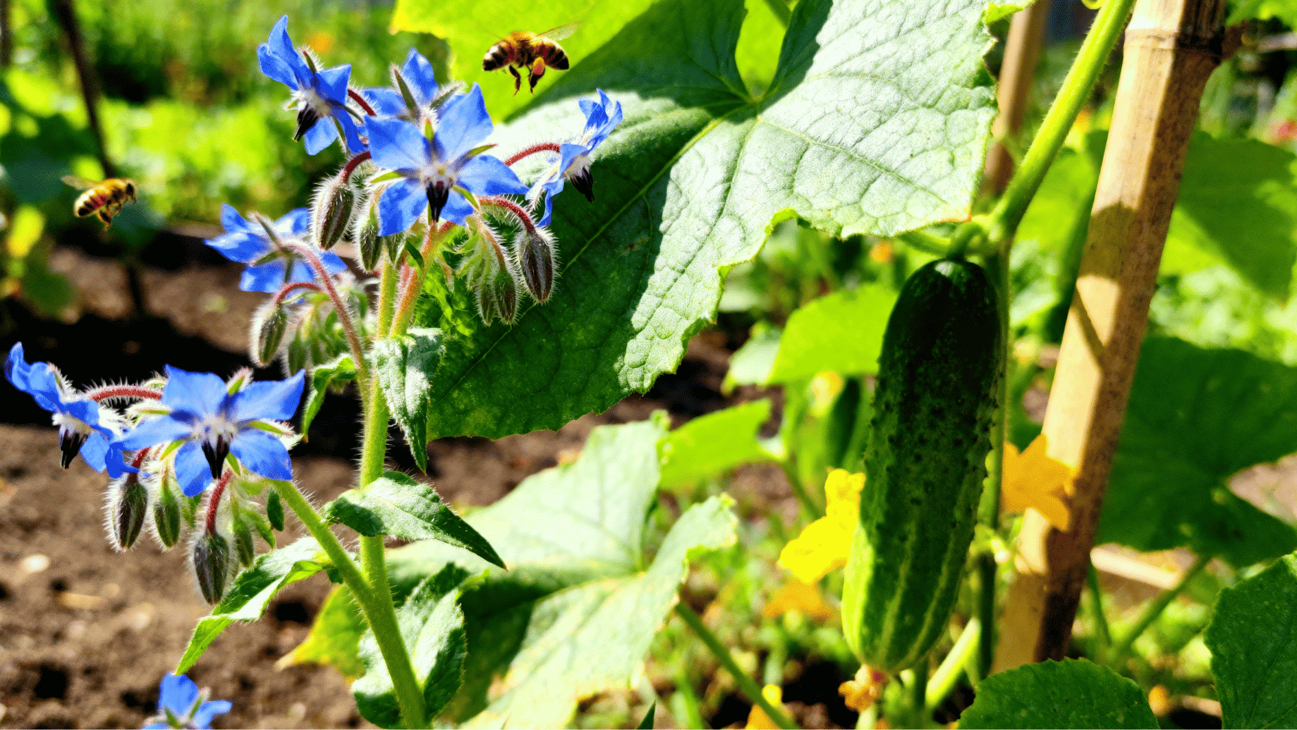 blue borage flowers beside cucumber vines with bees flying nearby in a bright and healthy summer garden setting.
