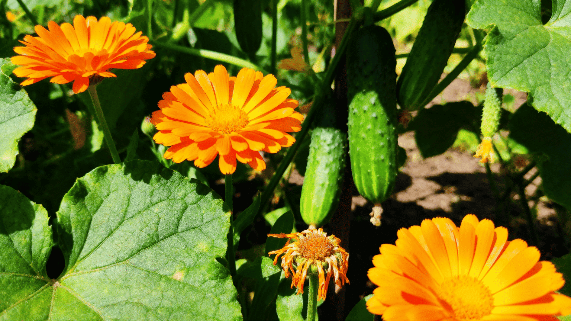bright calendula flowers growing beside cucumber vines in a colorful summer garden with healthy green foliage.