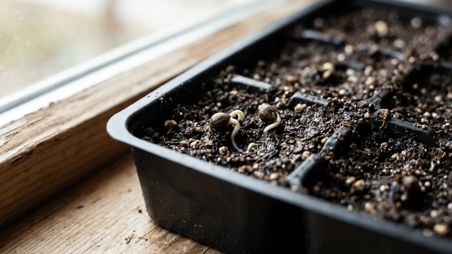 brussels sprout seeds germinating in dark moist seed tray with tiny white roots emerging, natural light