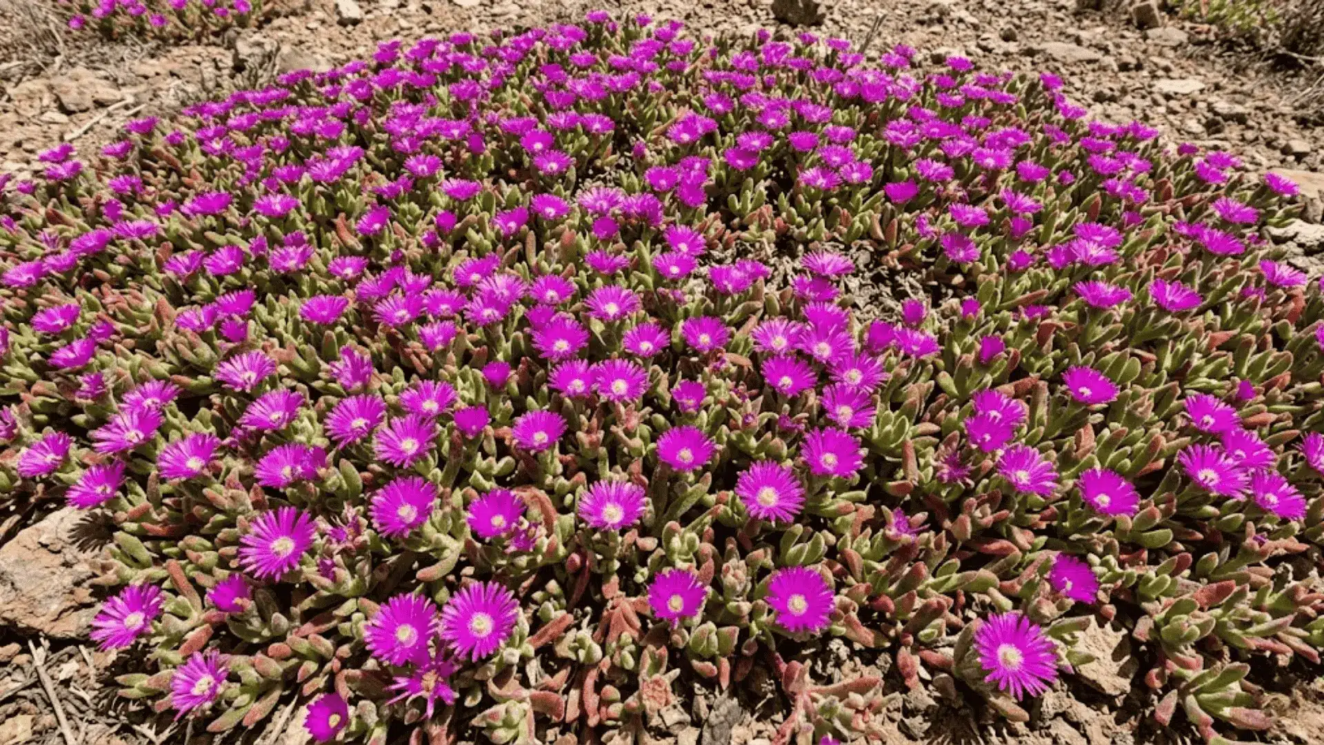 carpet of vivid magenta ice plant flowers and crystalline fleshy leaves covering dry rocky ground