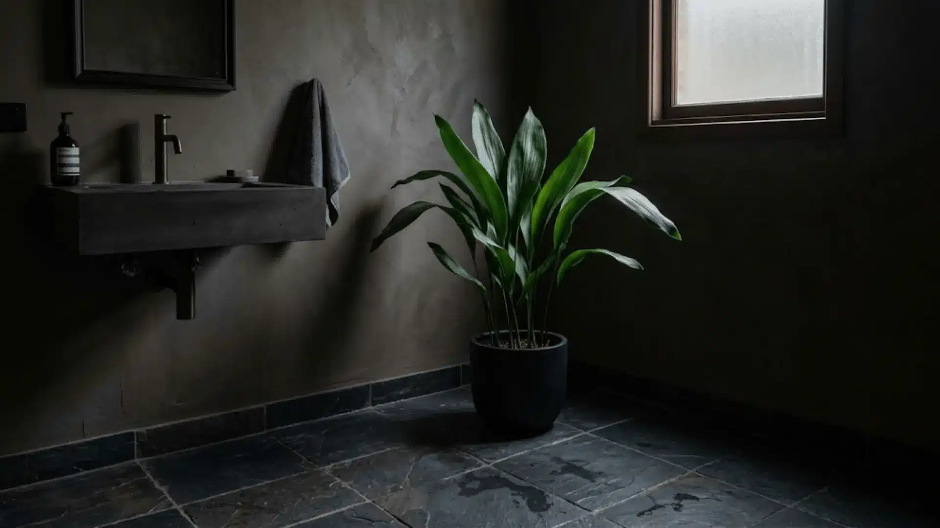 cast iron plant in a black pot in a dim bathroom corner with dark slate tiles and frosted window light