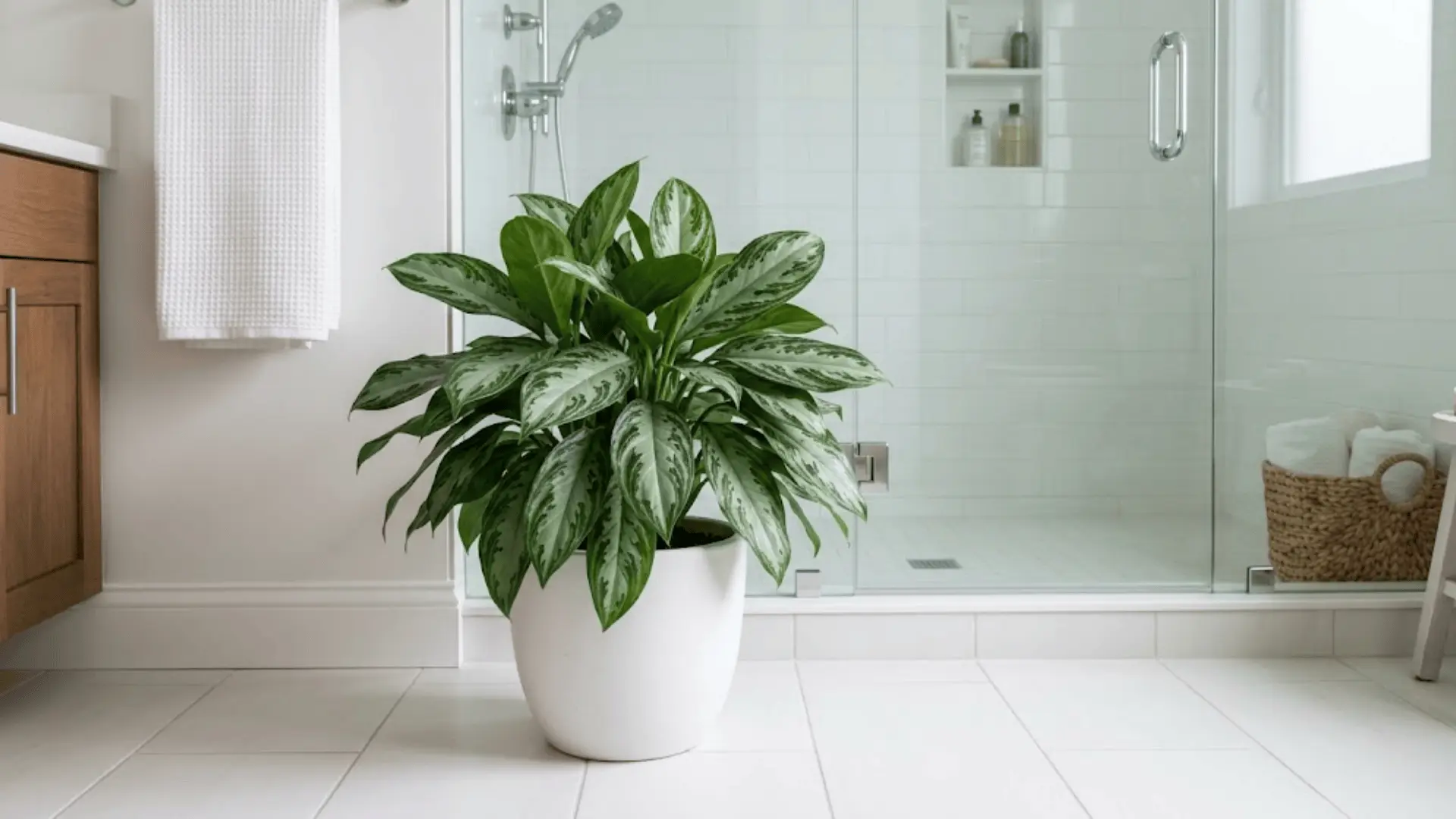 chinese evergreen with silver patterned leaves in a white pot beside a walk-in shower on white tile floor