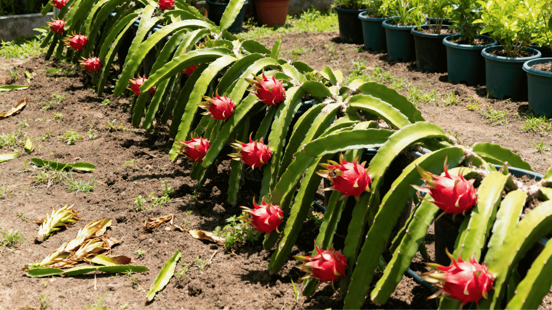 clean dragon fruit plants growing in rows with ripe fruit, healthy soil, and trimmed garden space outdoors
