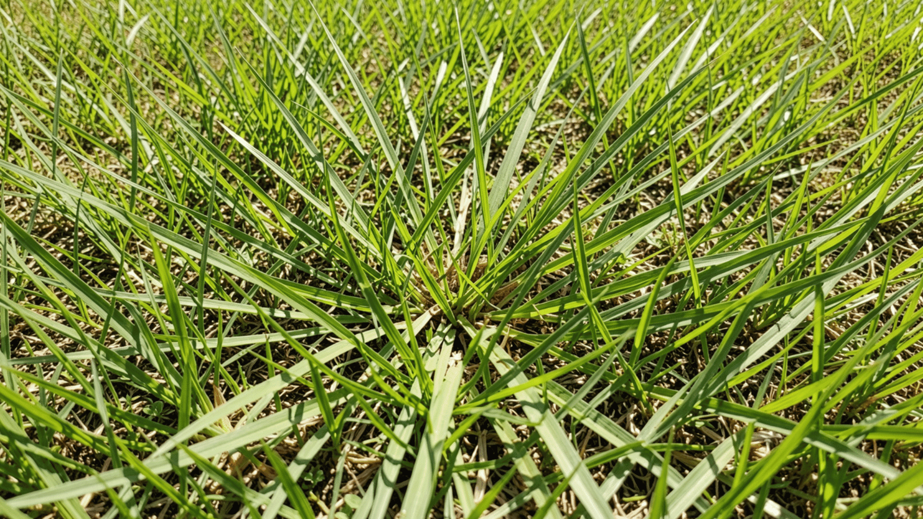 close-up of crabgrass spreading across green lawn with thick coarse blades growing outward in patchy grassy yard