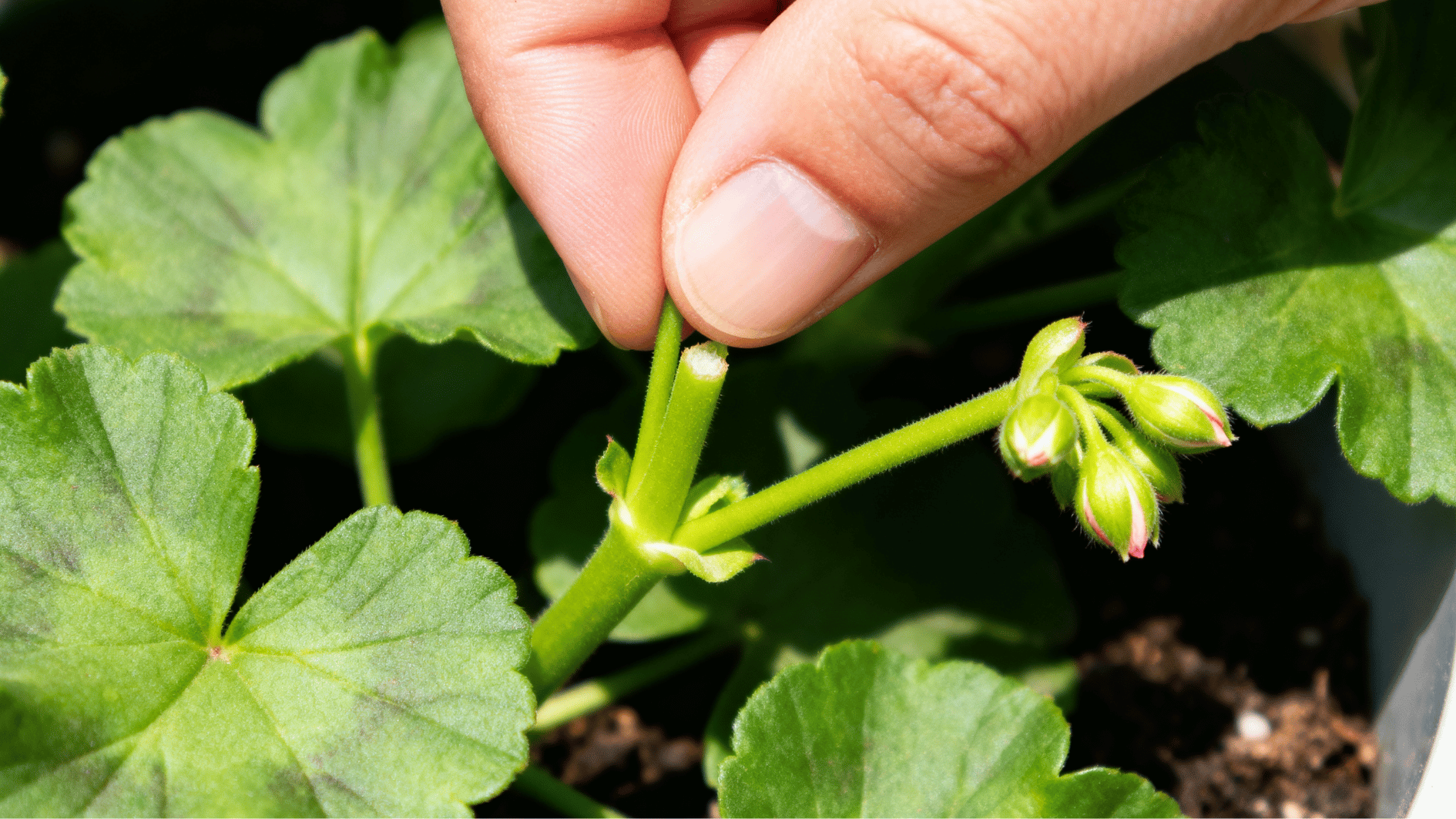 close-up of fingers pinching a young geranium stem to encourage fuller and bushier plant growth.