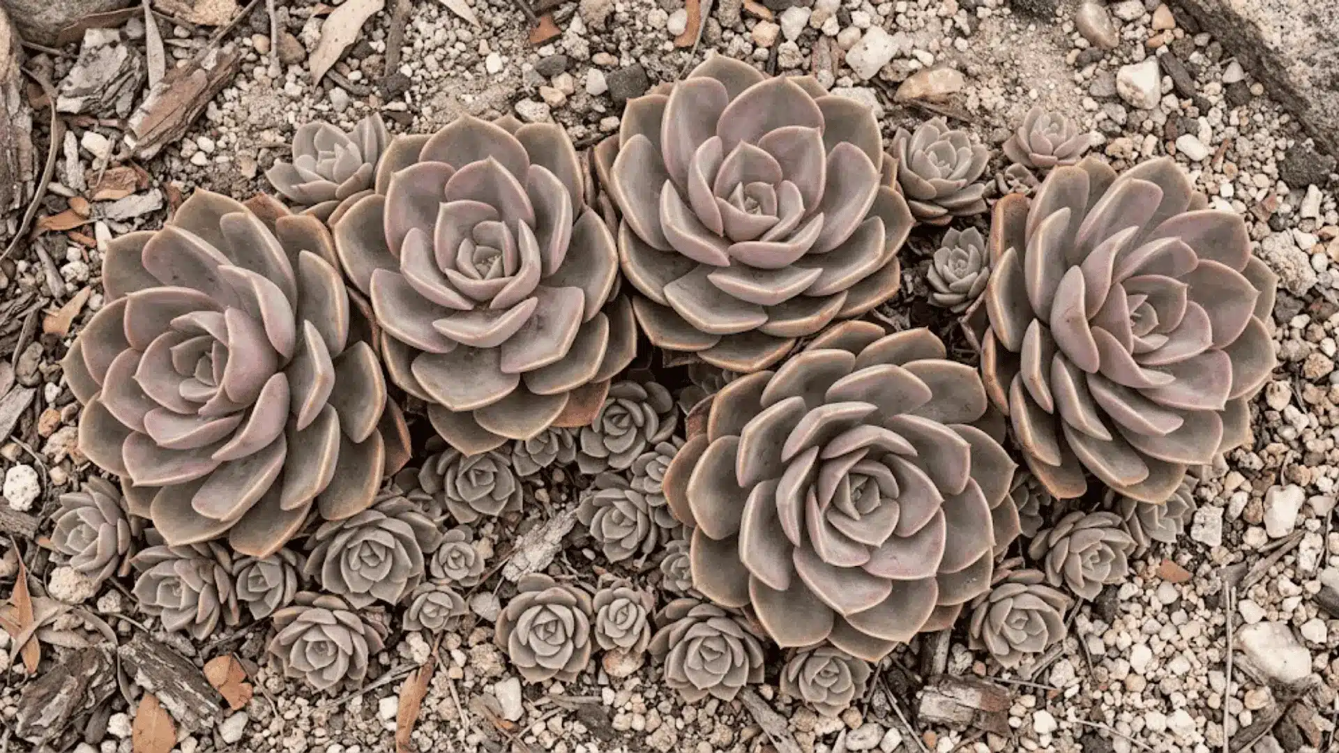 cluster of dusty rose and sage echeveria rosettes growing in pale gritty soil in natural light