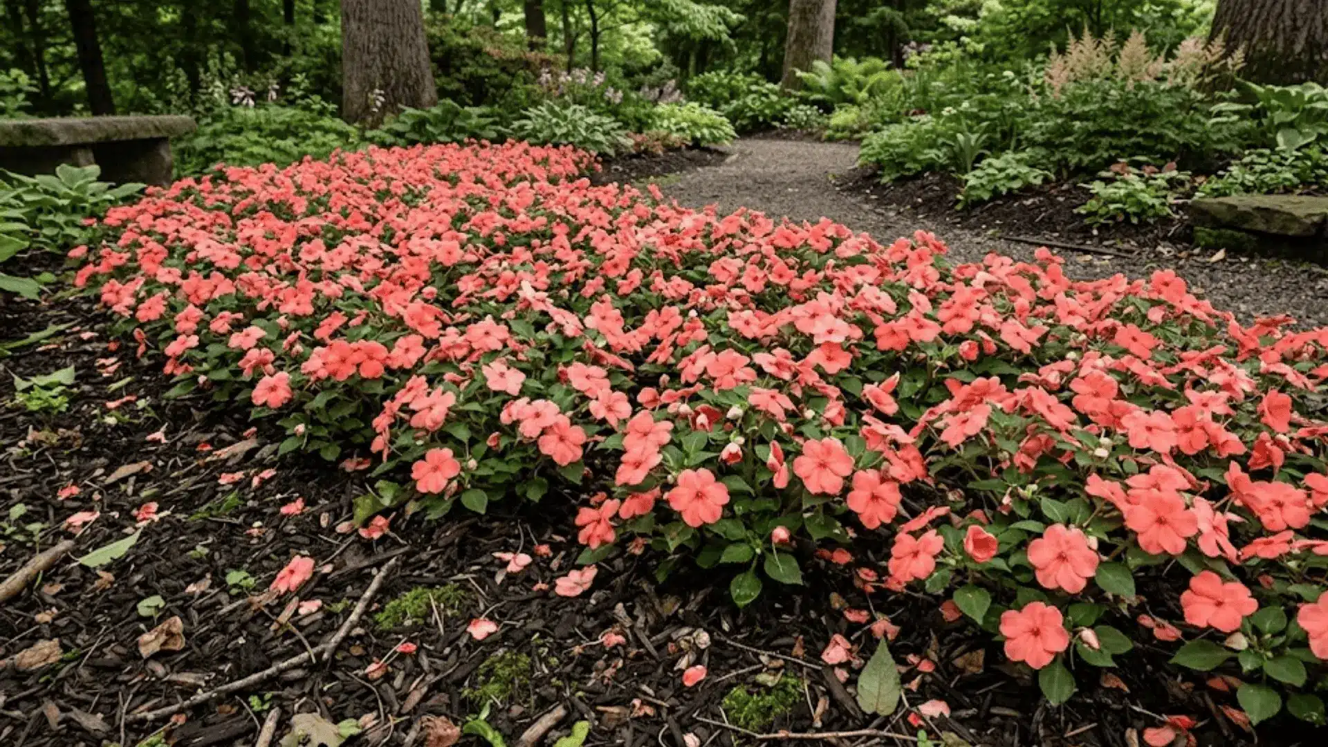 coral and salmon impatiens in a shaded garden bed with mulched soil and a garden path behind