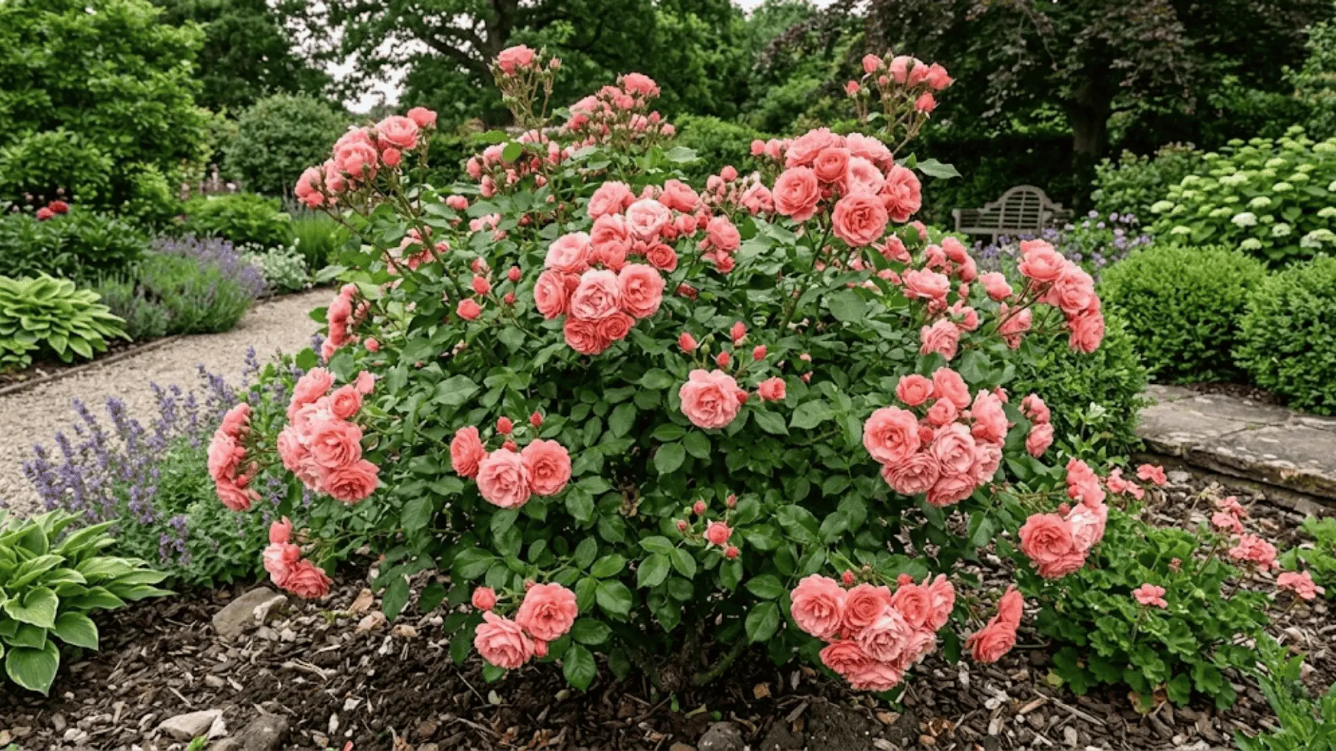 coral pink floribunda rose bush covered in bloom clusters along a garden border with full green foliage