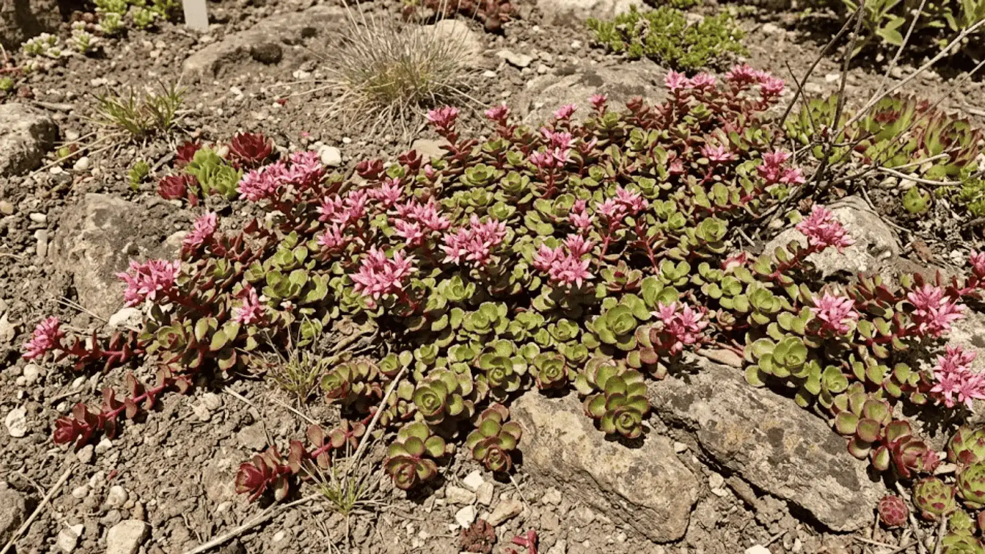 creeping sedum with fleshy red tipped leaves and pink star flowers spreading across dry rocky soil