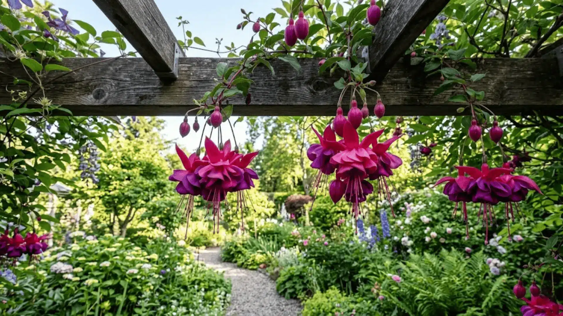 deep purple and pink hanging fuchsia blooms on a wooden pergola in soft morning garden light