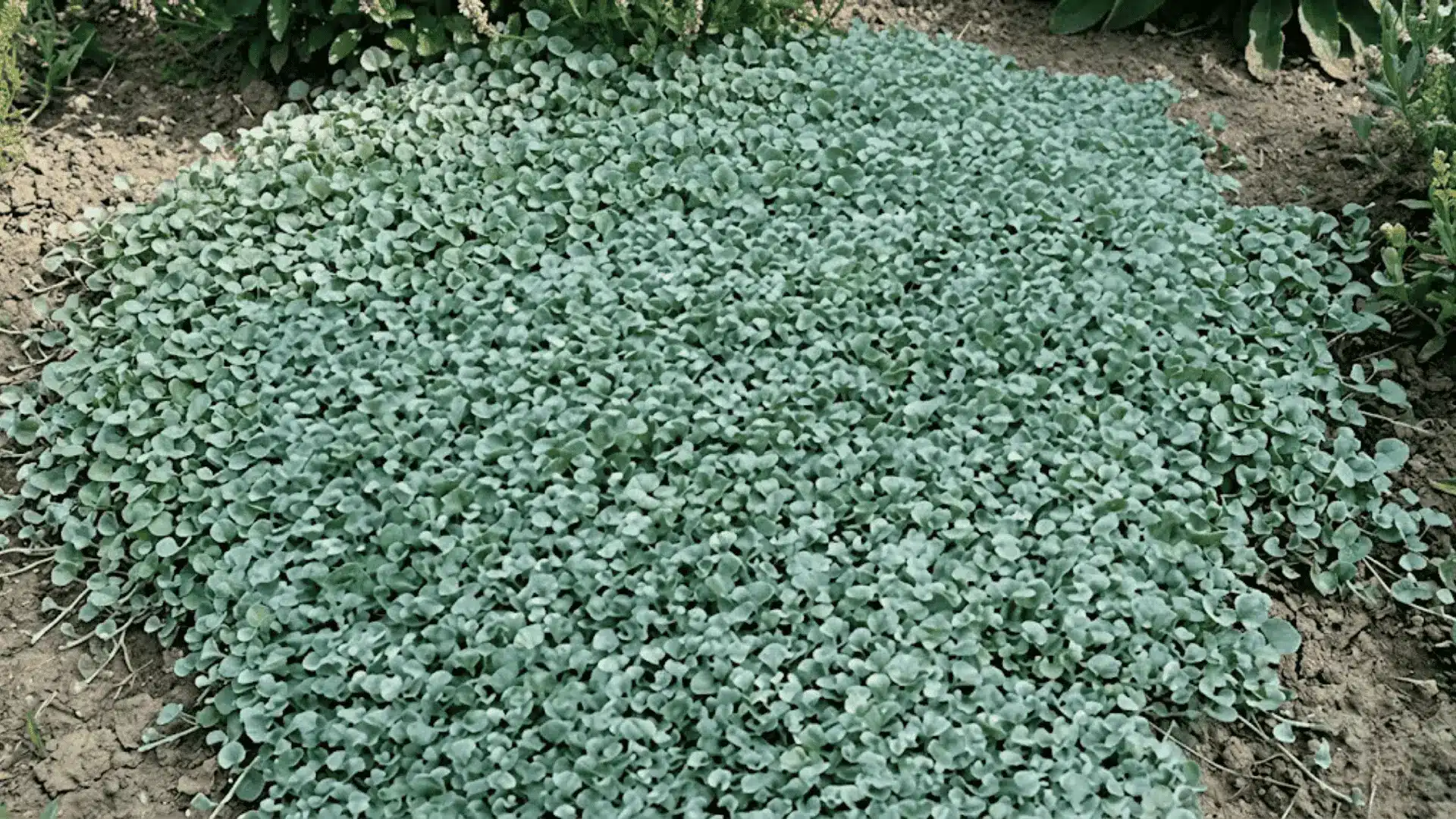 dense carpet of small round silver green dichondra leaves covering dry garden ground in natural light