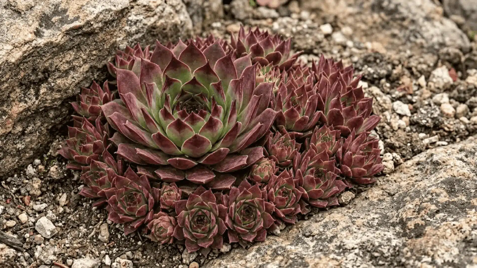 dense colony of green and burgundy sempervivum rosettes growing between weathered rocks outdoors