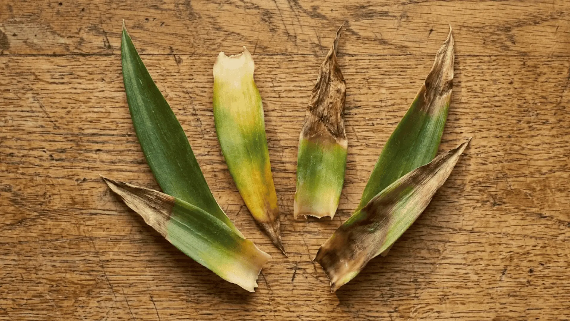 four pineapple plant leaves on a wooden counter showing yellowing, brown tips, root rot, and healthy growth side by side