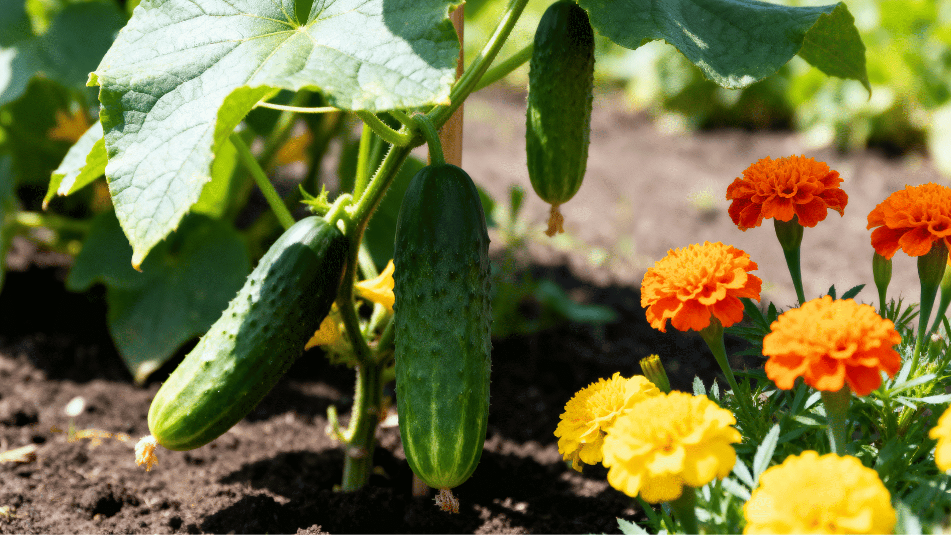 fresh cucumber vines growing beside bright marigold flowers in a sunny garden bed with rich soil and green leaves.