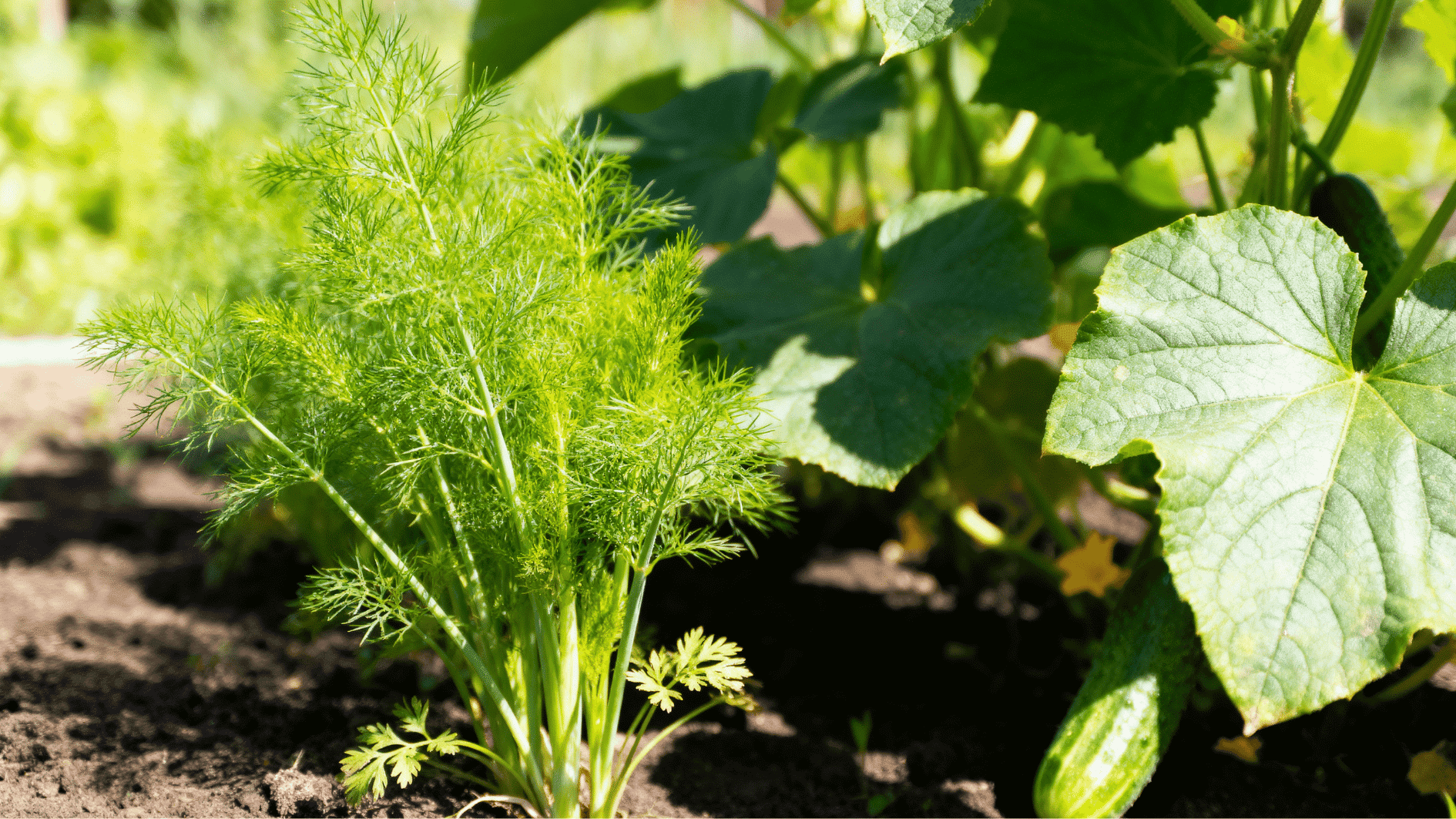 fresh dill growing beside healthy cucumber vines in a sunny garden bed with rich soil and vibrant summer greenery.