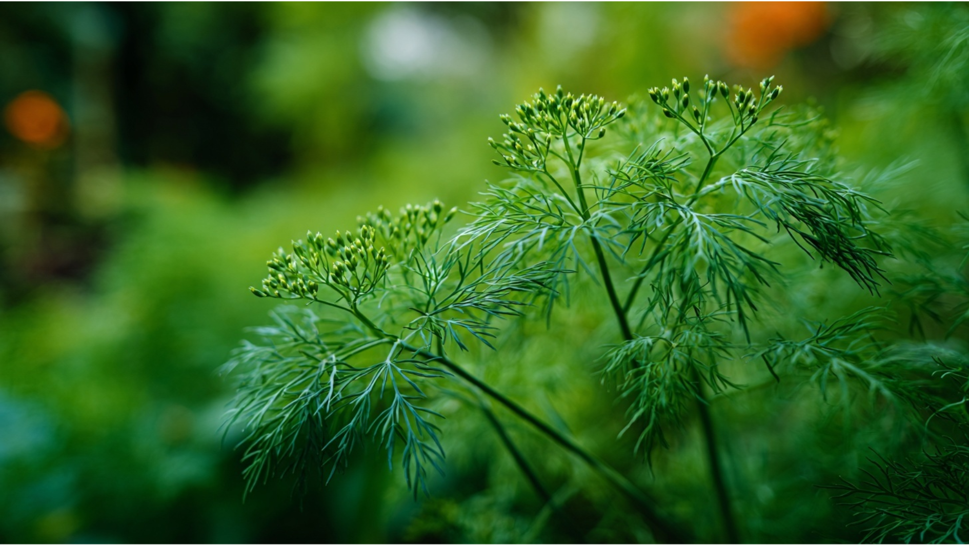 fresh dill with feathery green fronds growing in a garden
