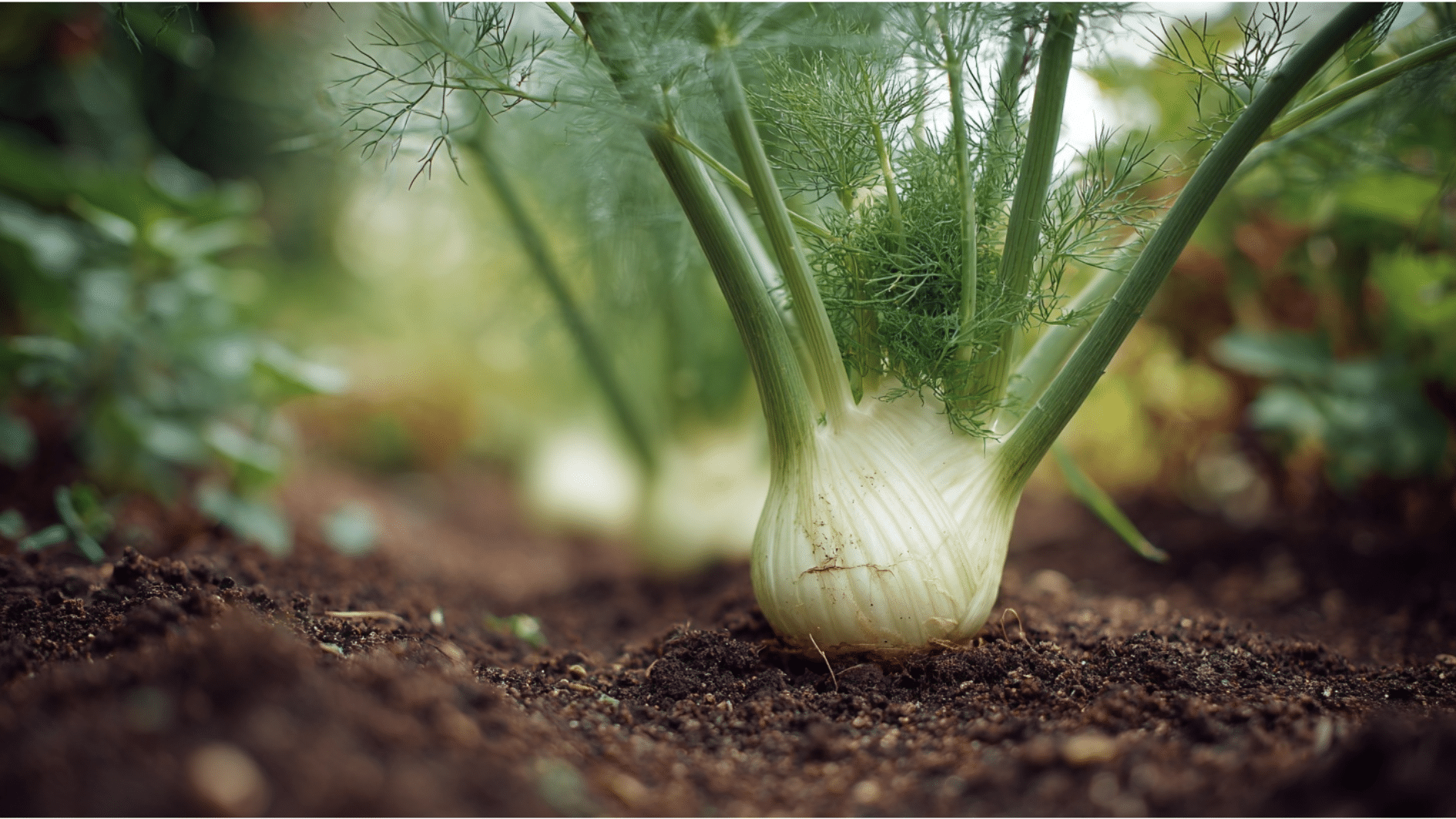 fresh fennel bulb at soil level with feathery green fronds growing in a garden bed