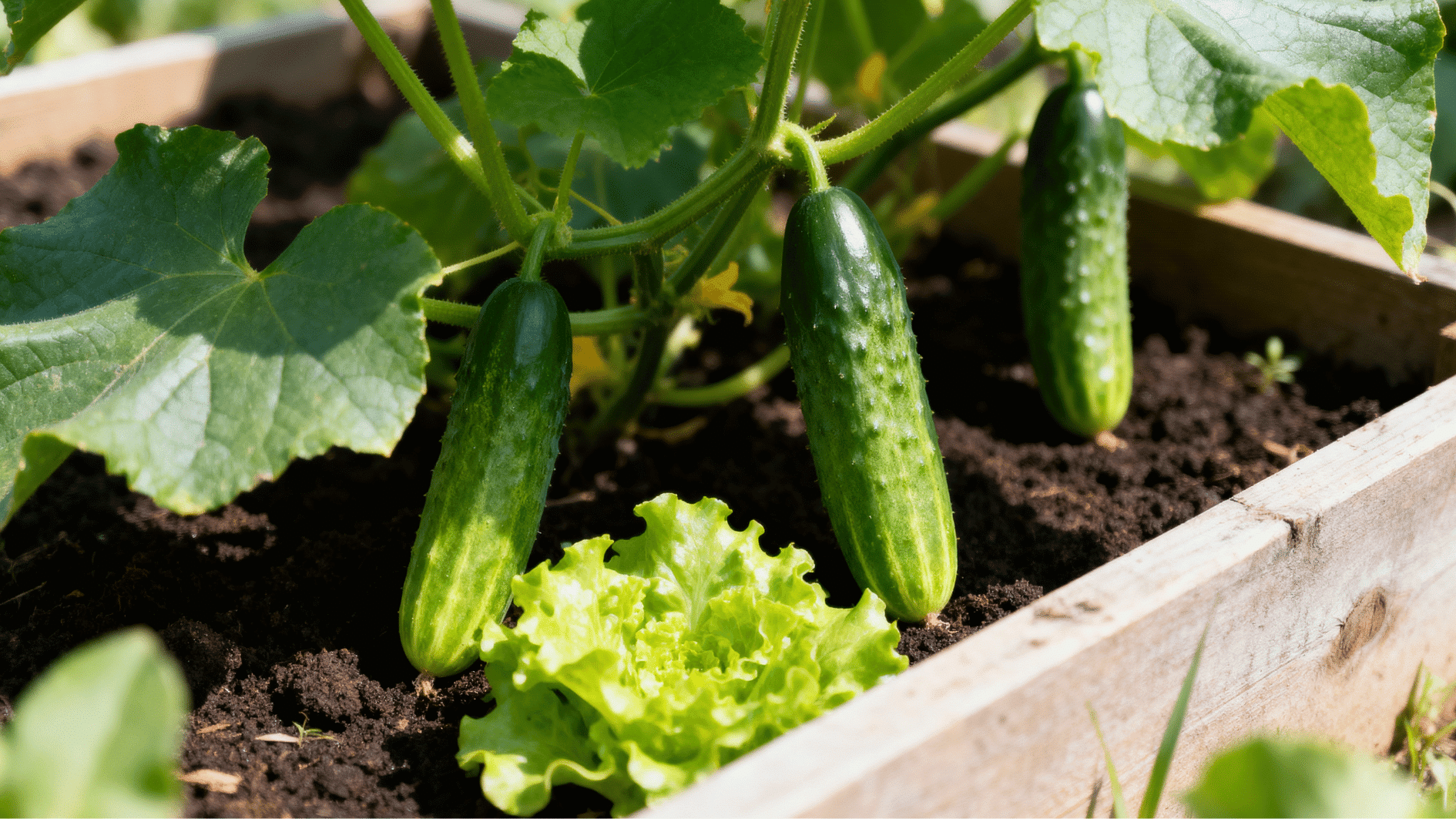 fresh lettuce growing beneath cucumber vines in a raised garden bed with rich soil and bright green vegetables.