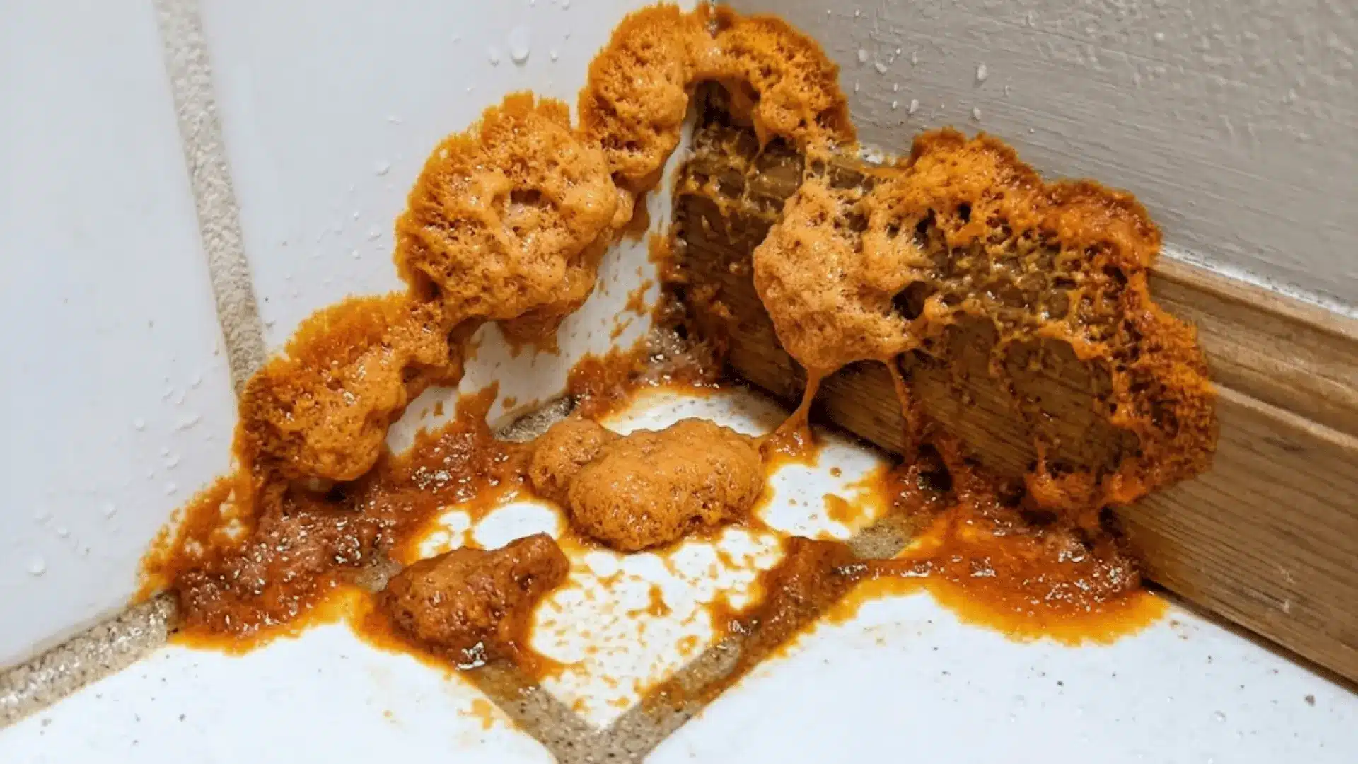fuligo septica orange rust slime mold growing in damp bathroom corner on grout and wall