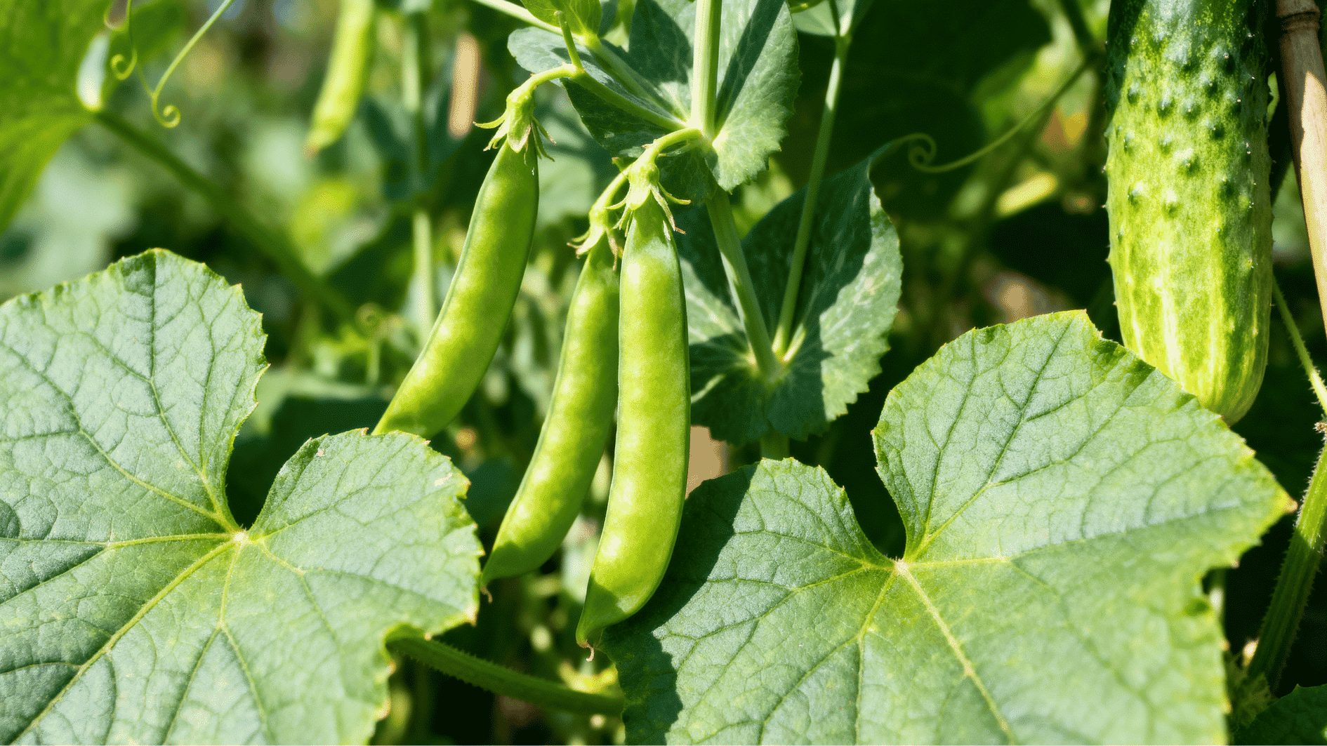 green pea pods growing beside cucumber vines in a healthy summer vegetable garden with lush leafy growth.