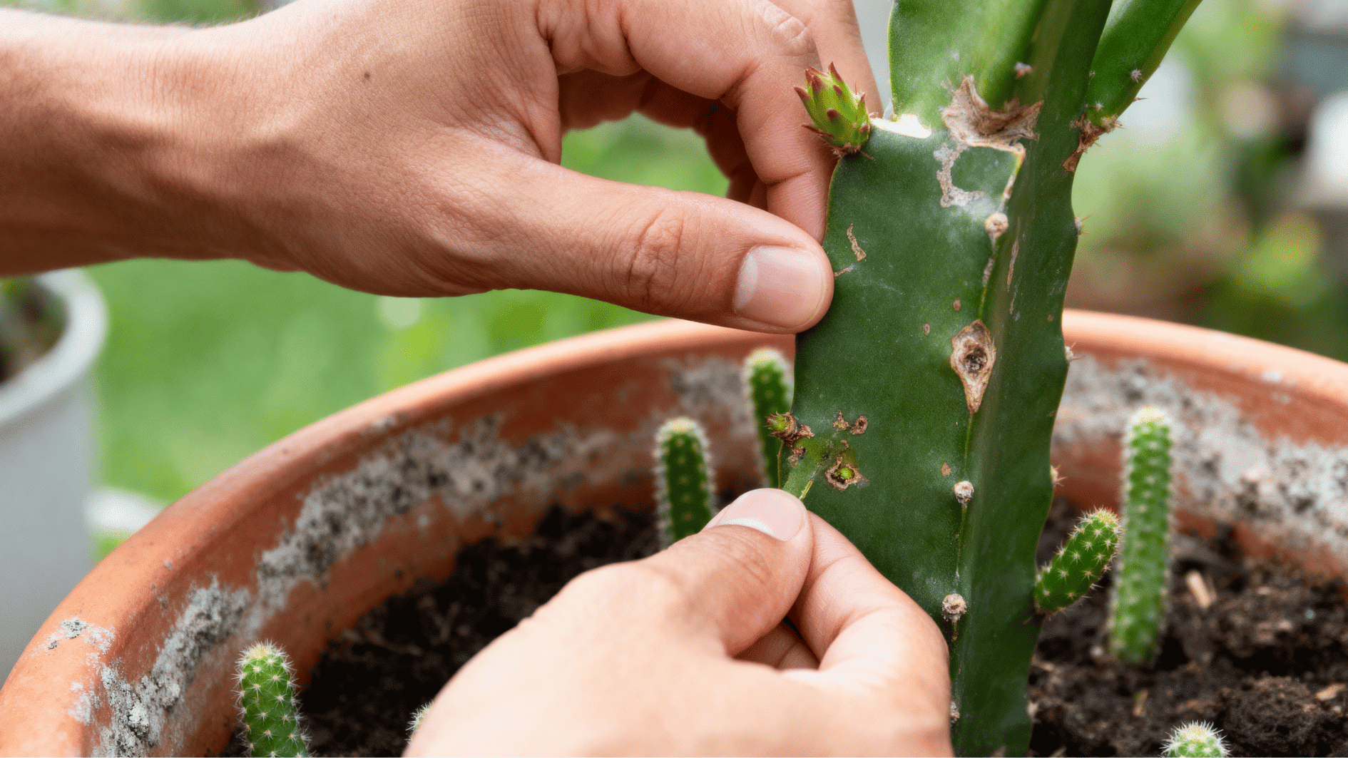 hands checking a dragon fruit plant for pests and stem damage in a terracotta pot with healthy cactus growth outdoors