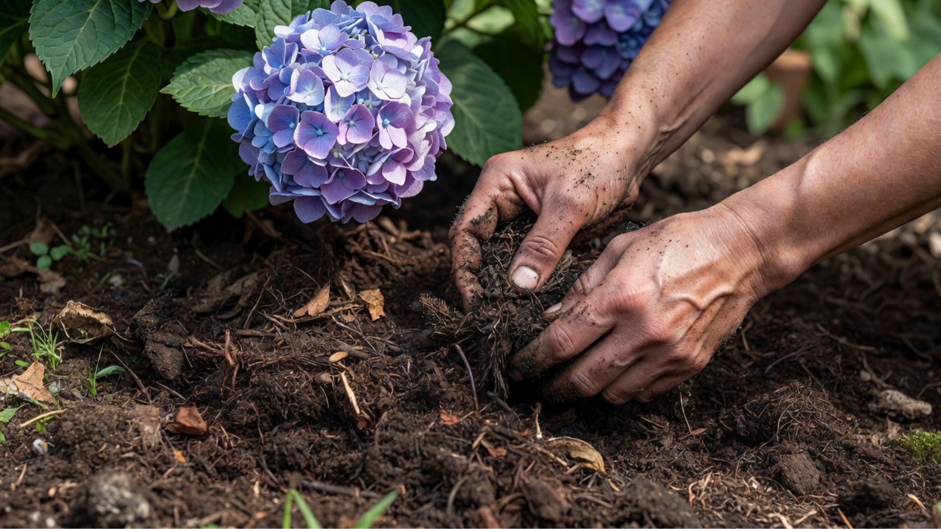 hands mixing dark compost into soil beside a hydrangea plant
