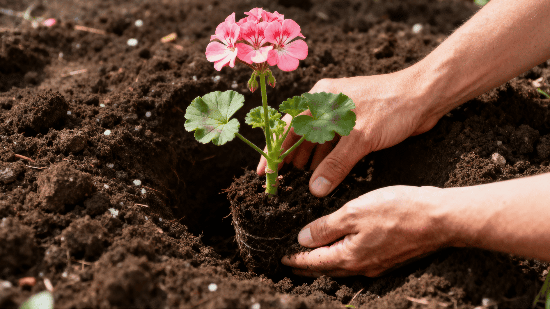 hands planting a young pink geranium at the proper depth in fresh garden soil under bright sunlight.