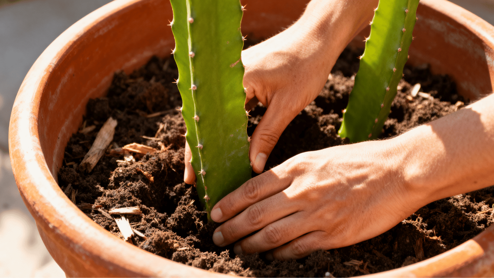 hands planting dragon fruit cuttings into rich soil inside a terracotta pot under warm natural garden sunlight