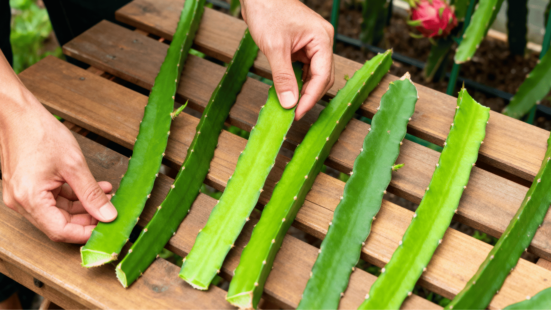 hands selecting healthy dragon fruit cuttings on a wooden table beside gardening tools in a sunny outdoor garden setup