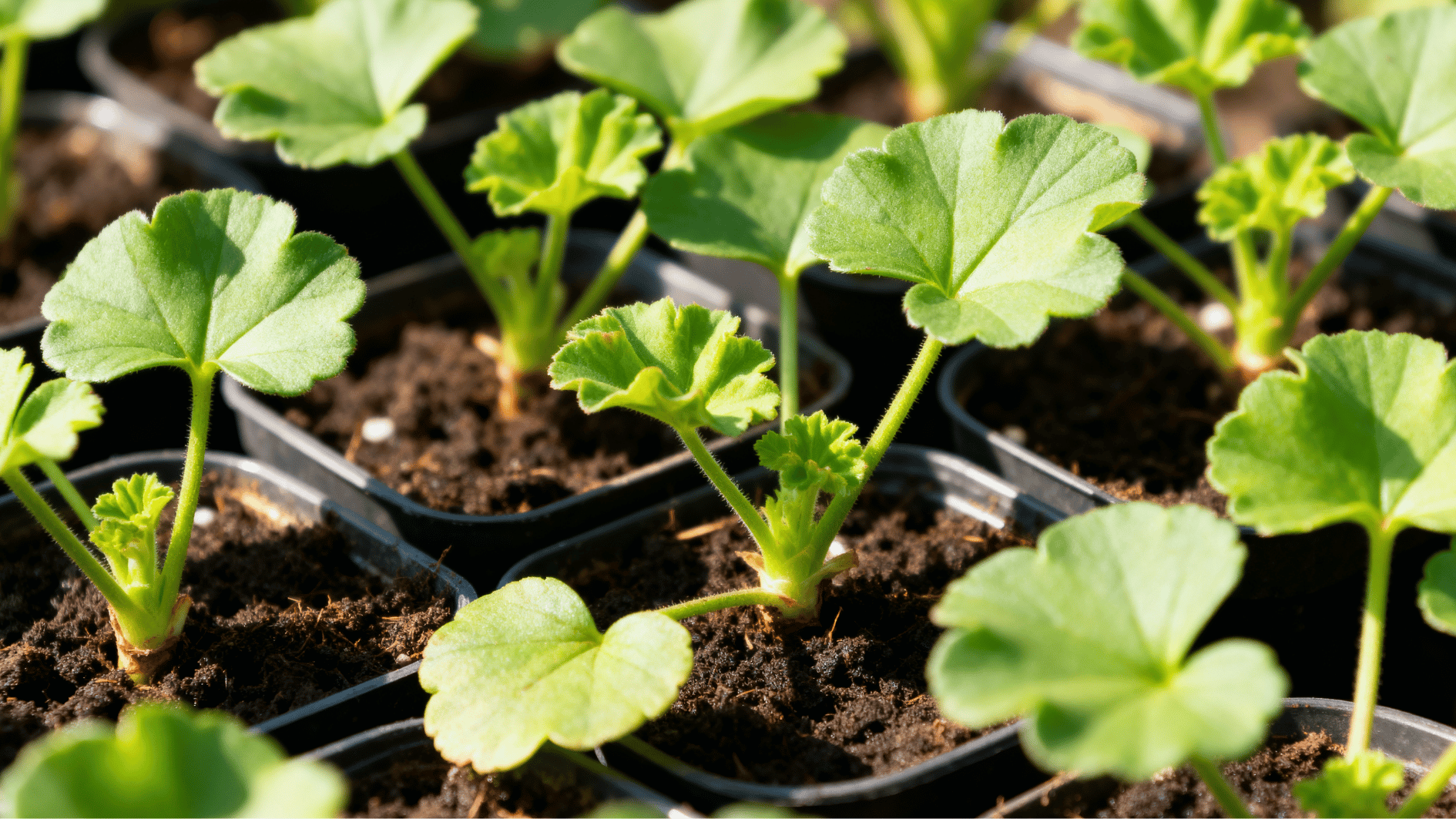healthy young geranium starter plants growing in small nursery pots with fresh green leaves and rich dark soil.