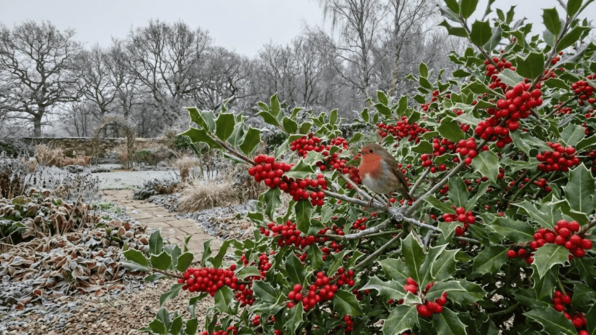 holly shrub with glossy serrated leaves and clusters of bright red berries in winter garden