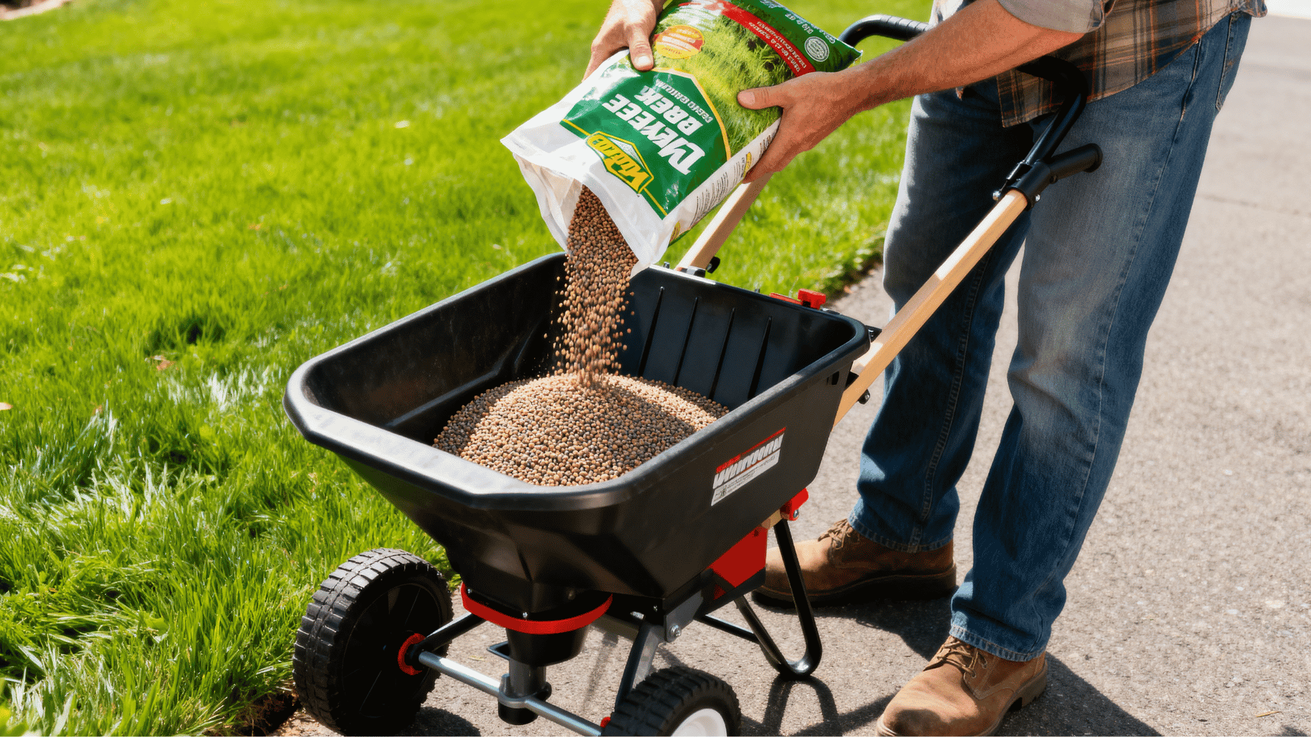 homeowner pouring weed and feed granules into a lawn spreader beside a healthy green front yard on a bright day.