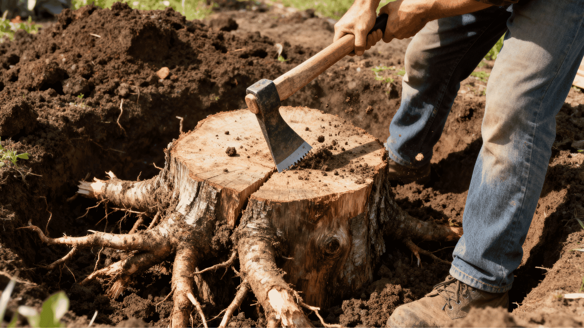 homeowner using a mattock to cut thick roots around a tree stump in loose soil during an outdoor DIY removal project.