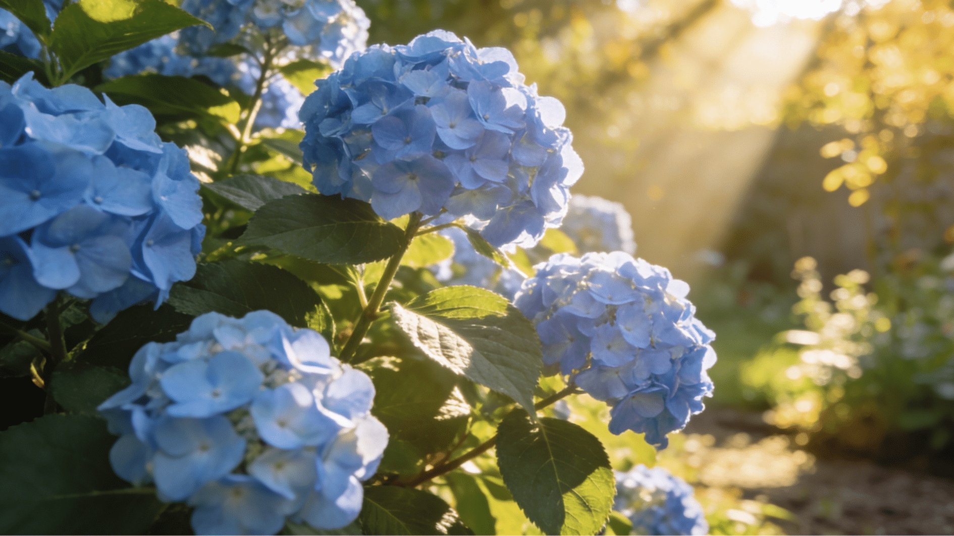 hydrangea bush with blue flowers growing in a sunny garden