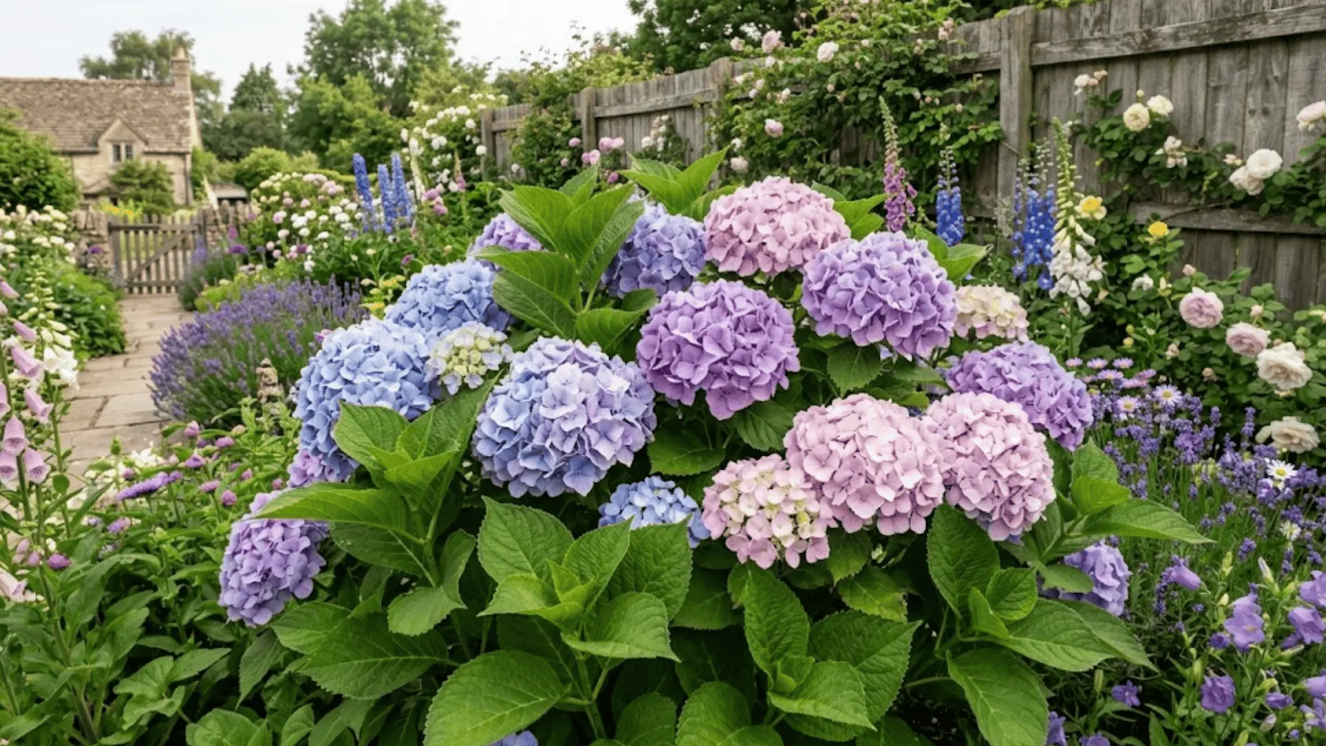 hydrangea shrub in full bloom with large blue and pink flower clusters in a cottage garden